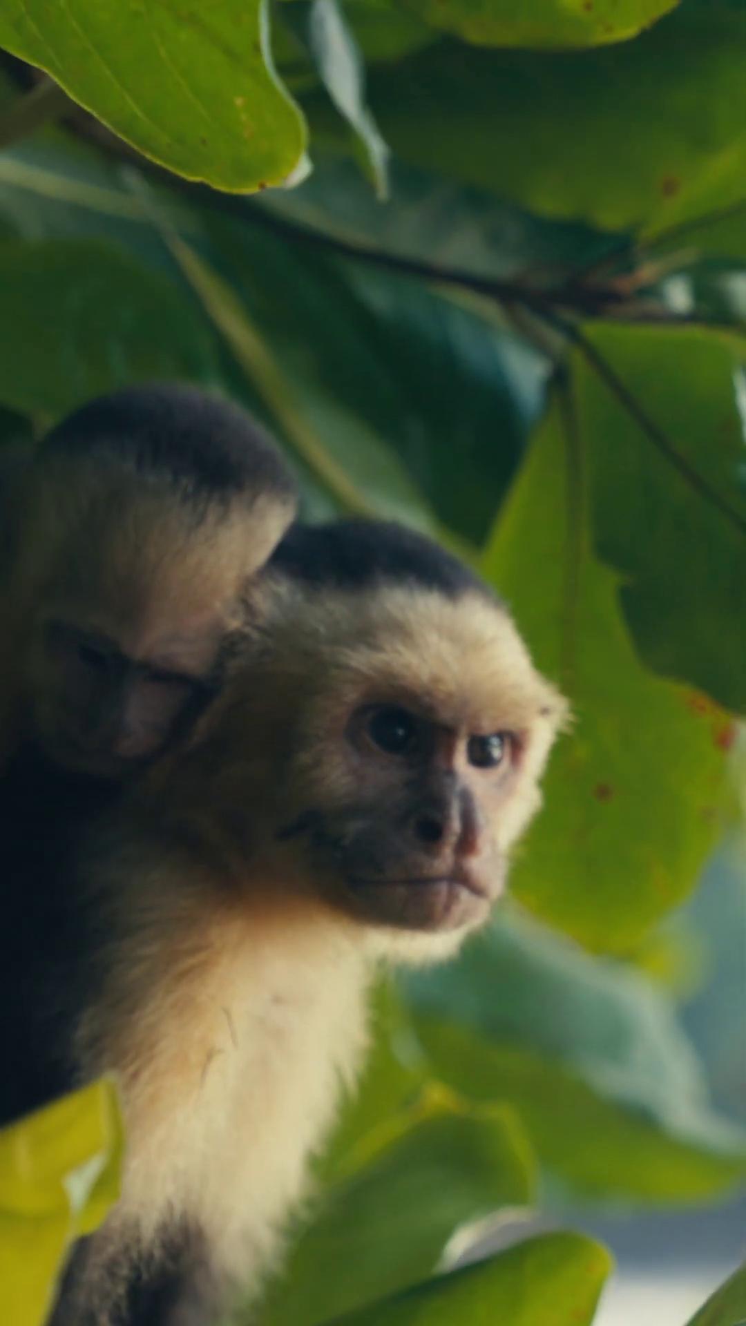 a monkey in a tree still from nature documentary nature documentry footage monkey island still from a nature documentary bbc earth 4k photo gigapixel imax 7 0 mm footage monkeys imax 70 mm footage imax 70mm footage imax 7 0 mm footage dslr 8 k dslr 8k