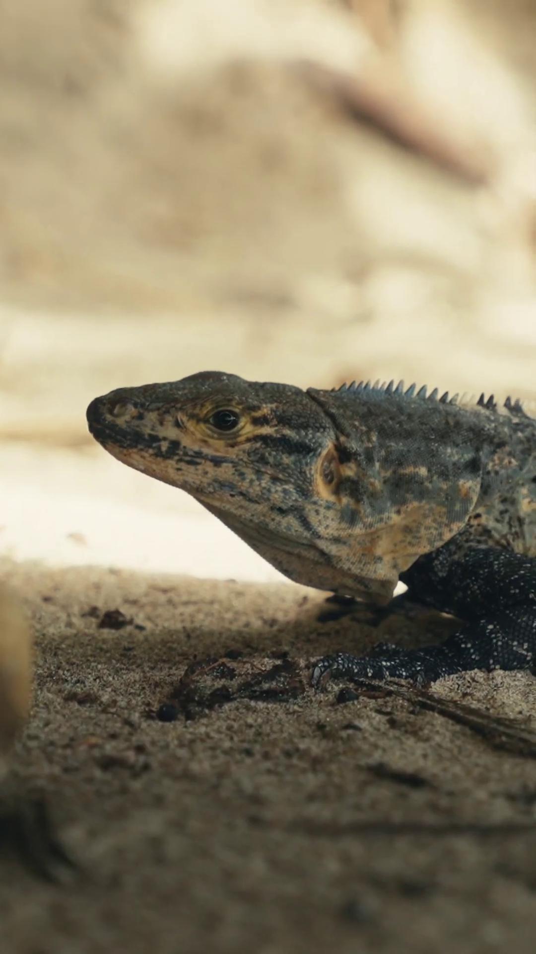 a lizard on the ground iguana european fourlegged dragon still from nature documentary bbc earth adapted to a drier climate still from a nature documentary from jurassic world 2015 lizard langfords basilisk reptil mark zuckerberg as a lizard lizard on ground realistic lifelike dragon lizards