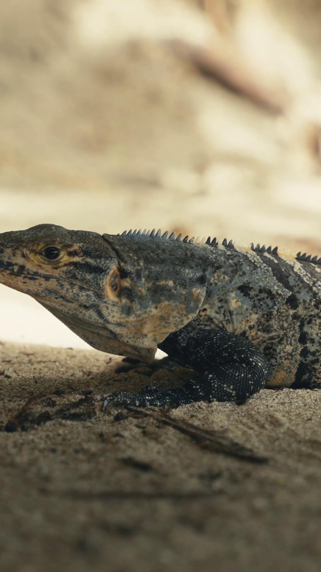 a lizard on the sand iguana european fourlegged dragon still from nature documentary reptil bbc earth still from a nature documentary lizard adapted to a drier climate mark zuckerberg as a lizard 8 k ultra realistic animal water dragon 8 k ultra realistic creature from jurassic world 2015