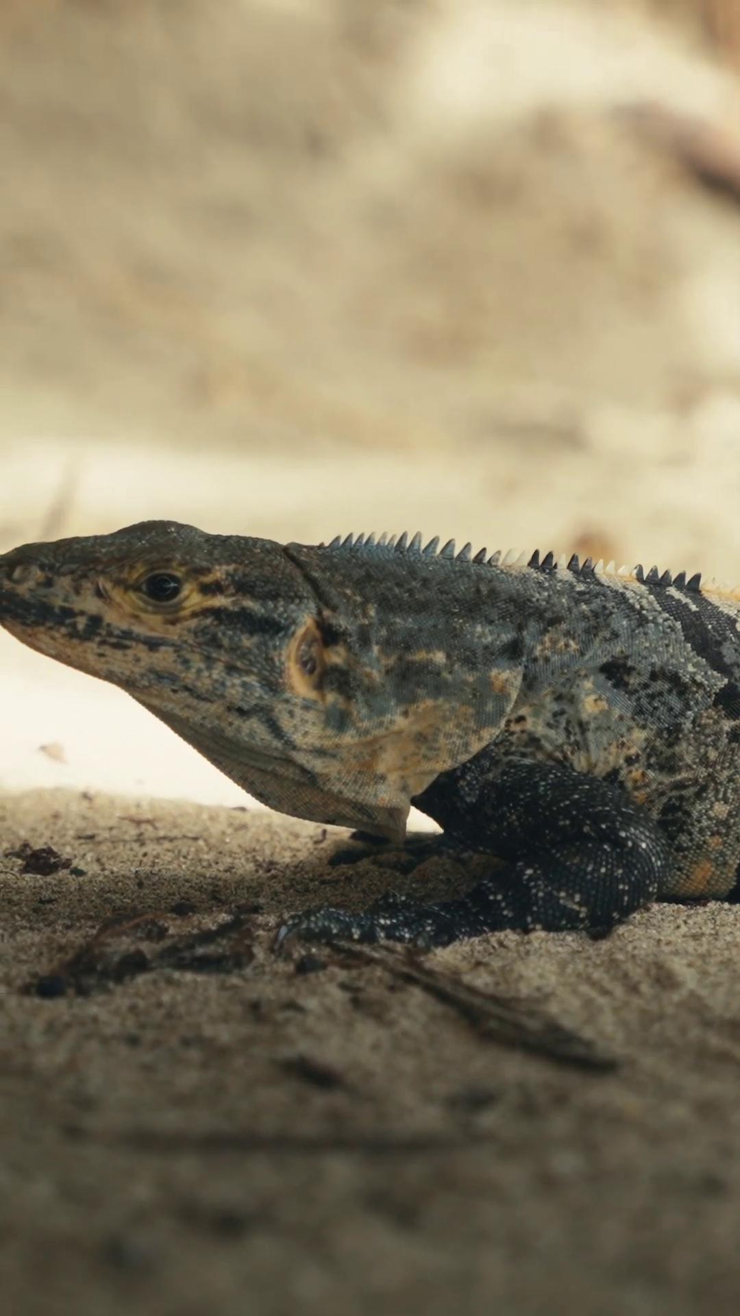 a lizard on the sand iguana still from nature documentary bbc earth reptil european fourlegged dragon adapted to a drier climate still from a nature documentary lizard national geographic channel the most bizarre hybrid animals 8 k ultra realistic creature water dragon shamans and strange creatures lizard on ground langfords basilisk
