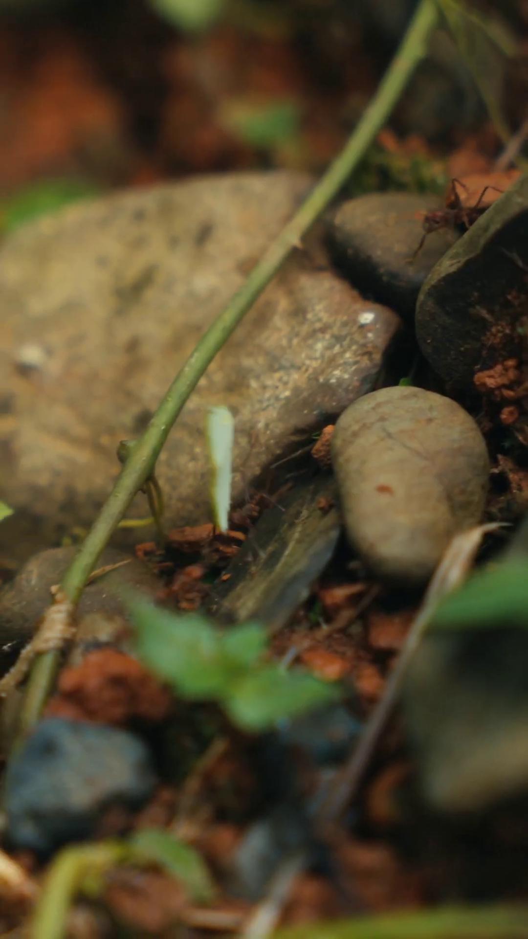 a small bird is sitting on a rock still from nature documentary still from a nature documentary the ayahuasca spirit soil photograph captured in a forest soil landscape low angle 8k hd nature photo violet ants plant roots nature macro cinematic focus dof thriving ecosystem plants inside cave moai seedling ant life