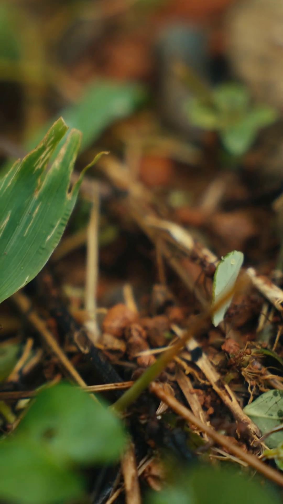 a small green plant f18 anamorphic fungus and plants shallow depth of fielf shot on anamorphic lenses grass surrounding it nitrogenrich soil vfx film closeup short dof soil shallow dof still from nature documentary bioremediation building cover with plant cinematic focus dof