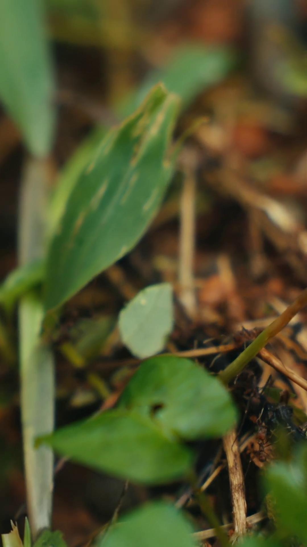 a small white flower f18 anamorphic shallow depth of fielf anamorphic 50mm lens anamorphic 5 0 mm lens shot on anamorphic lenses anamorphic bokeh fungus and plants mushrooms and plants forest floor ultra shallow depth of field shallow depth of focus miniature frog