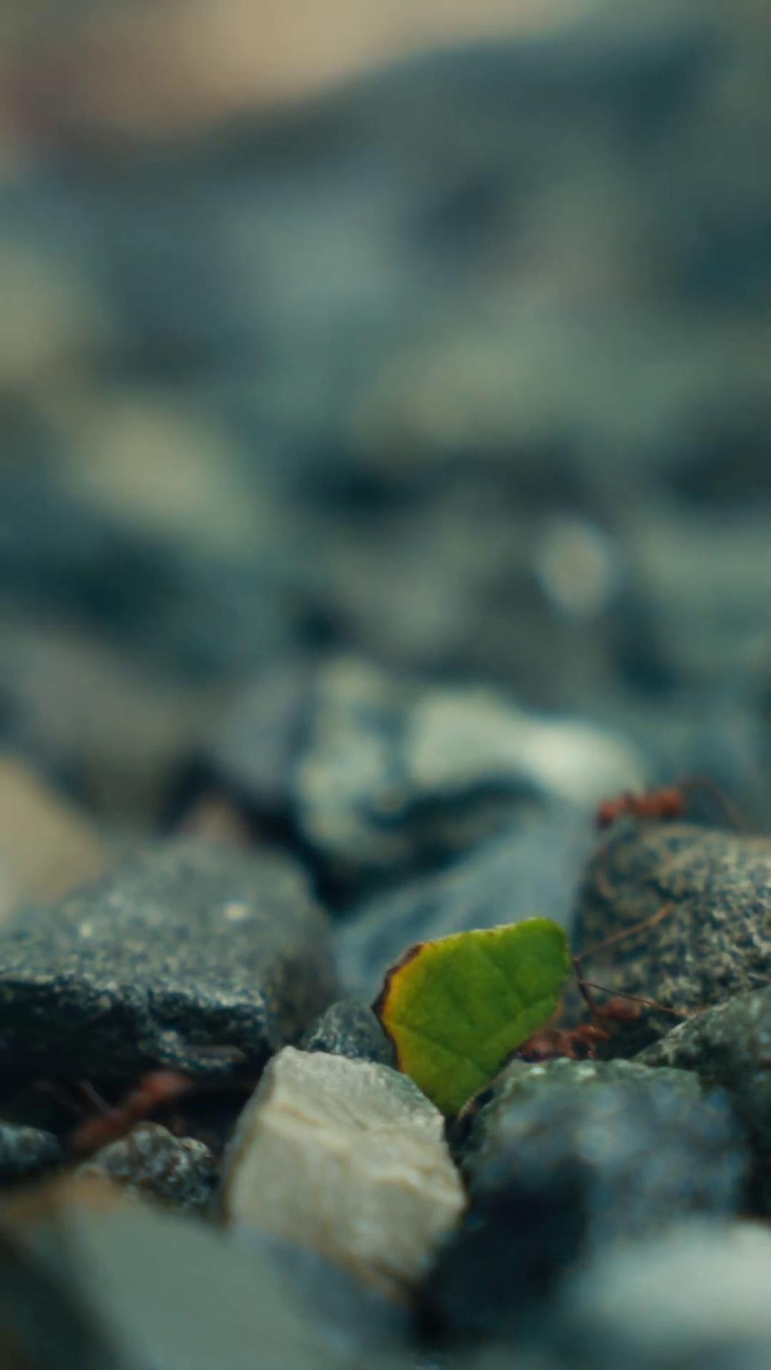 a small leaf on a rocky beach ant ant perspective ants ant pov ant view pov of an ant ant life f18 anamorphic on a dark rock background a microscopic photo in a cinematic wallpaper zoomed in shots detailed 4k photograph antview dof 1 3 trending on unsplash