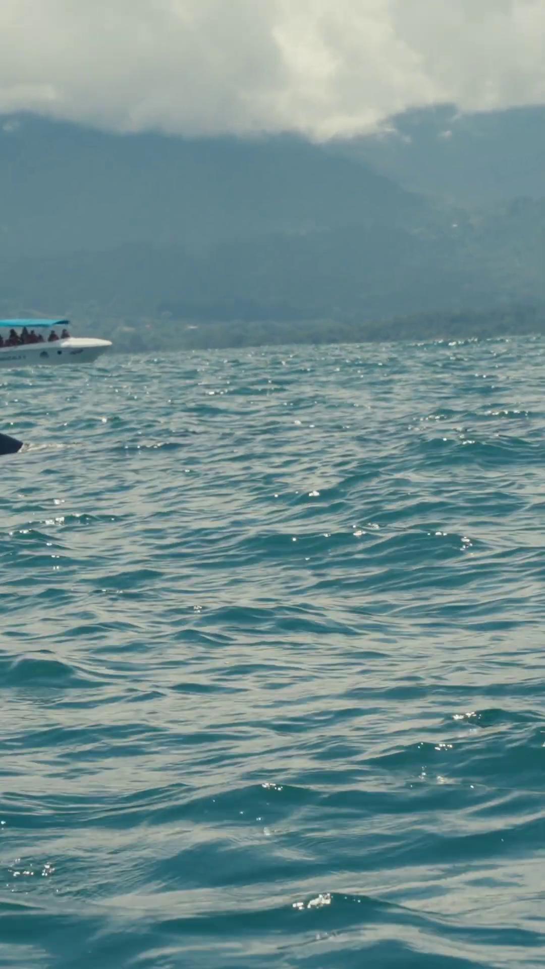 a man in a wet suit is on a surfboard they are chasing a whale fabian wagner cinematography sharks surfacing from the lake dolphins jumping shot from danis villeneuve movie flying whale photo knight of cups point break dolphin swimming movie screenshot flying whales dolphins dolphins swimming still from the movie sharknado submarine