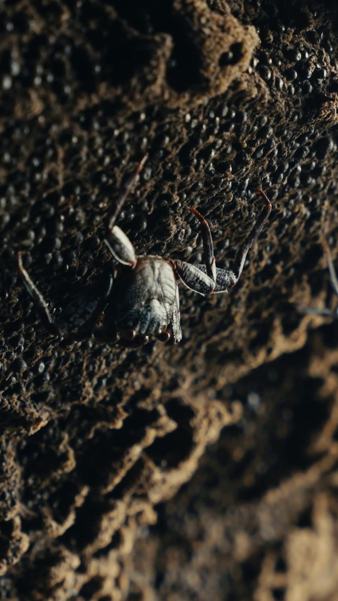 a small insect crawling on a rock arachnid brown exoskeleton still from the movie predator disney weta 8 k an exoskeleton still from nature documentary frame from prometheus movie shot on anamorphic lenses arachnophobia still from a nature documentary weta digital silver insect legs