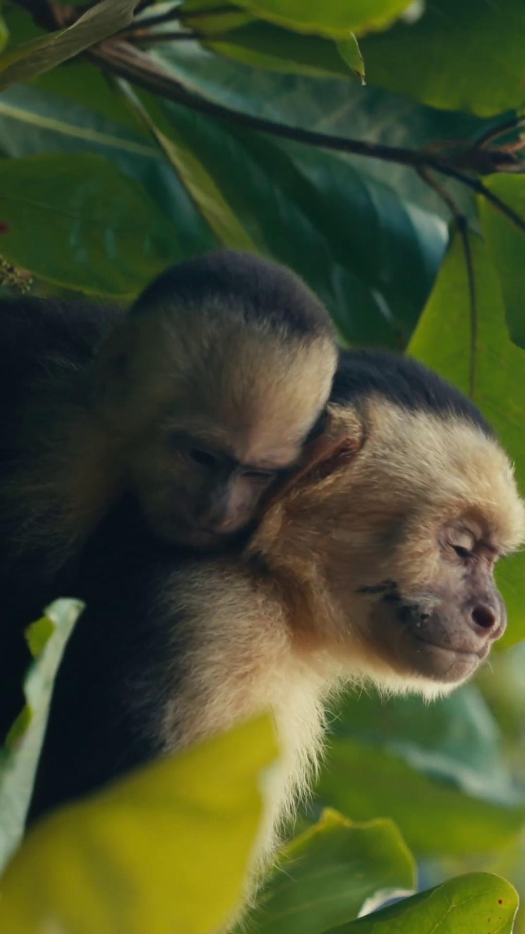 a monkey in a tree still from nature documentary nature documentry footage monkey island bbc earth still from a nature documentary monkeys amazon jungle national geographic channel national geographic footage the secret of monkey island lush wildlife colombian jungle naturecore nature documentary awardwinning cinematography national geographic quality