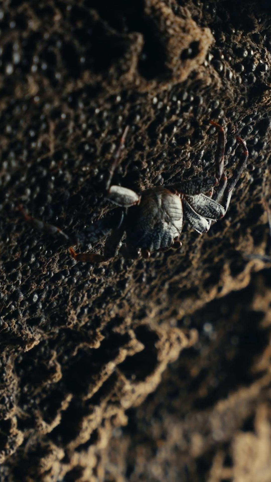 a small insect on a rock disney weta 8 k monstrous ant brown exoskeleton ant humanoid ant an exoskeleton wangechi mutu inside an otherworldly planet arachnid weta disney movie still photo crawling out of a dark room still from nature documentary rubberylooking body