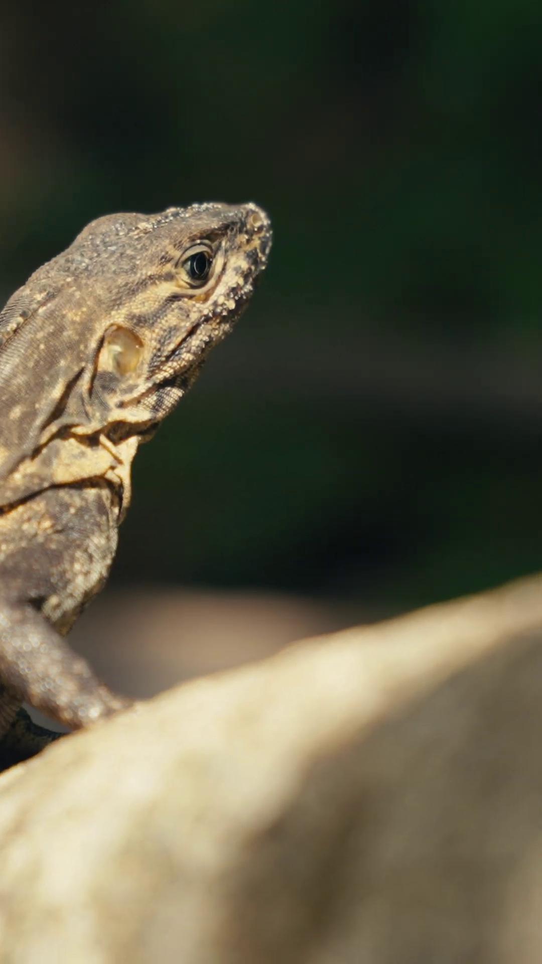 a lizard on a rock still from nature documentary iguana zoomorphism still from a nature documentary bbc earth langfords basilisk the most bizarre hybrid animals european fourlegged dragon adapted to a drier climate 4k photo gigapixel lizard lizard head reptil lizards anthro lizard lizard pose