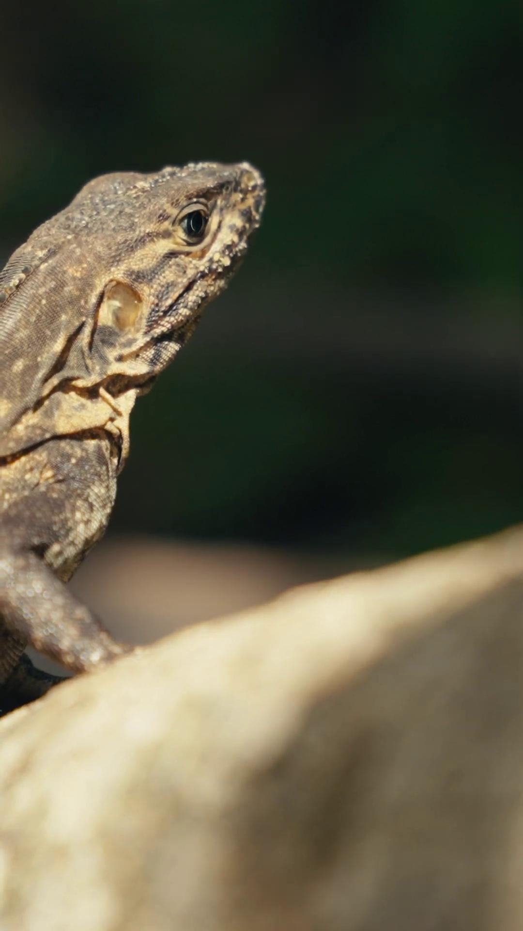 a lizard on a rock still from nature documentary iguana zoomorphism still from a nature documentary langfords basilisk european fourlegged dragon the most bizarre hybrid animals lizard lizard head 4k photo gigapixel adapted to a drier climate bbc earth reptil lizards anthro lizard