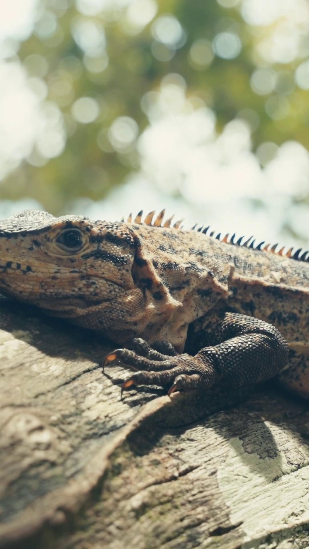 a lizard on a tree trunk iguana european fourlegged dragon still from nature documentary reptil lizard realistic lifelike dragon water dragon adapted to a drier climate zoomorphism european dragon scaly lizards lizard pose anthro lizard still from a nature documentary langfords basilisk