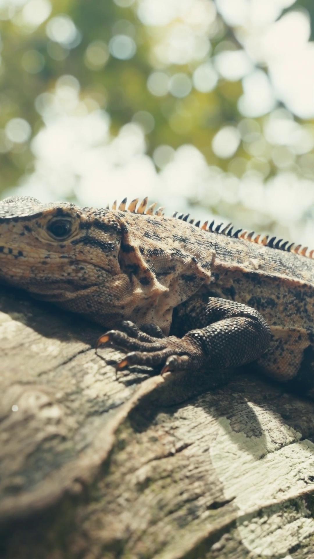 a lizard on a tree trunk iguana reptil european fourlegged dragon lizard zoomorphism lizards adapted to a drier climate still from nature documentary realistic lifelike dragon lizard pose water dragon european dragon anthro lizard langfords basilisk the most bizarre hybrid animals scaly reptile