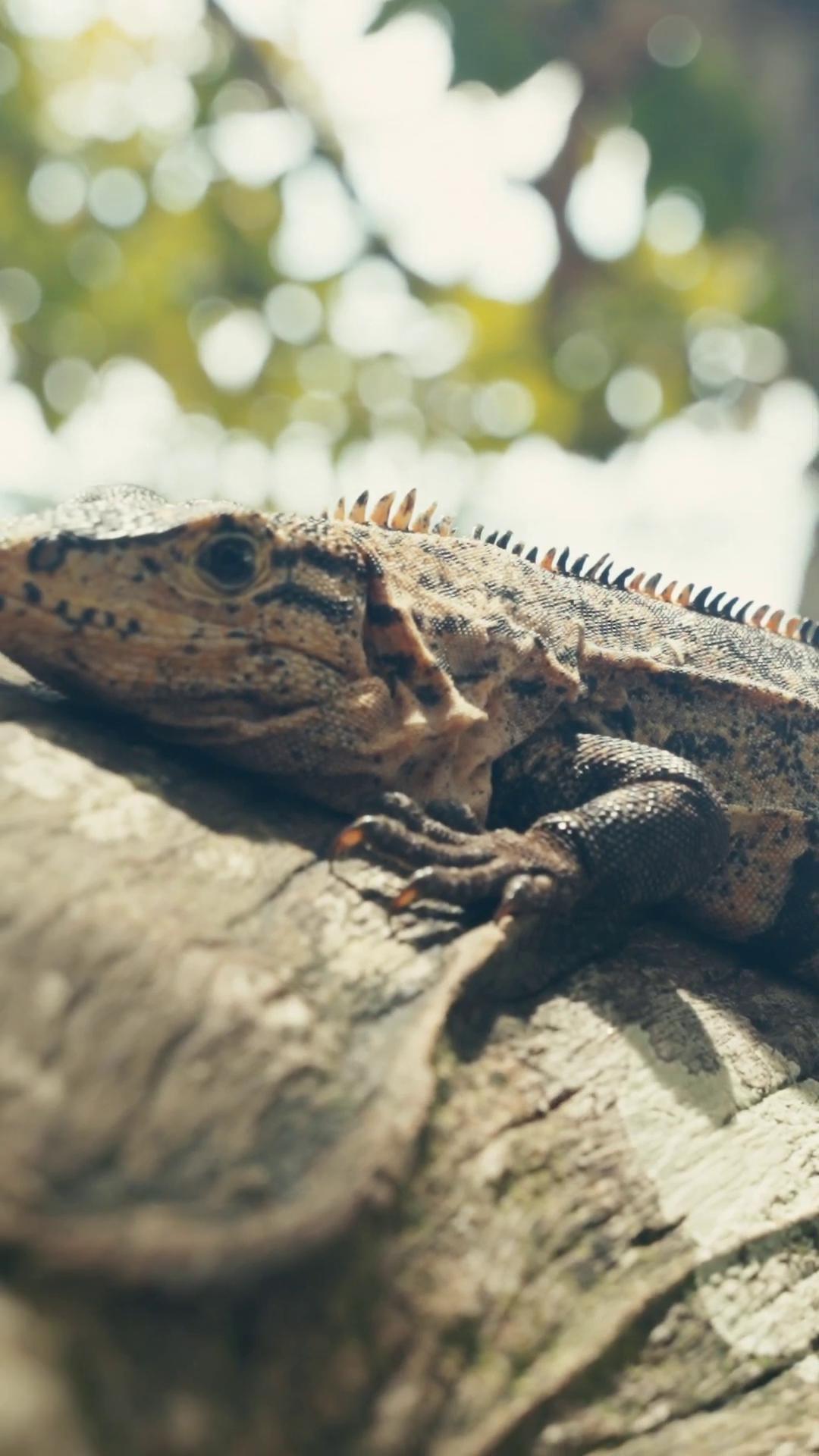 a lizard on a tree branch iguana still from nature documentary reptil still from a nature documentary european fourlegged dragon langfords basilisk lizard realistic lifelike dragon nature documentry footage shamans and strange creatures zoomorphism lizards nature documentary reptile bbc earth scaly water dragon