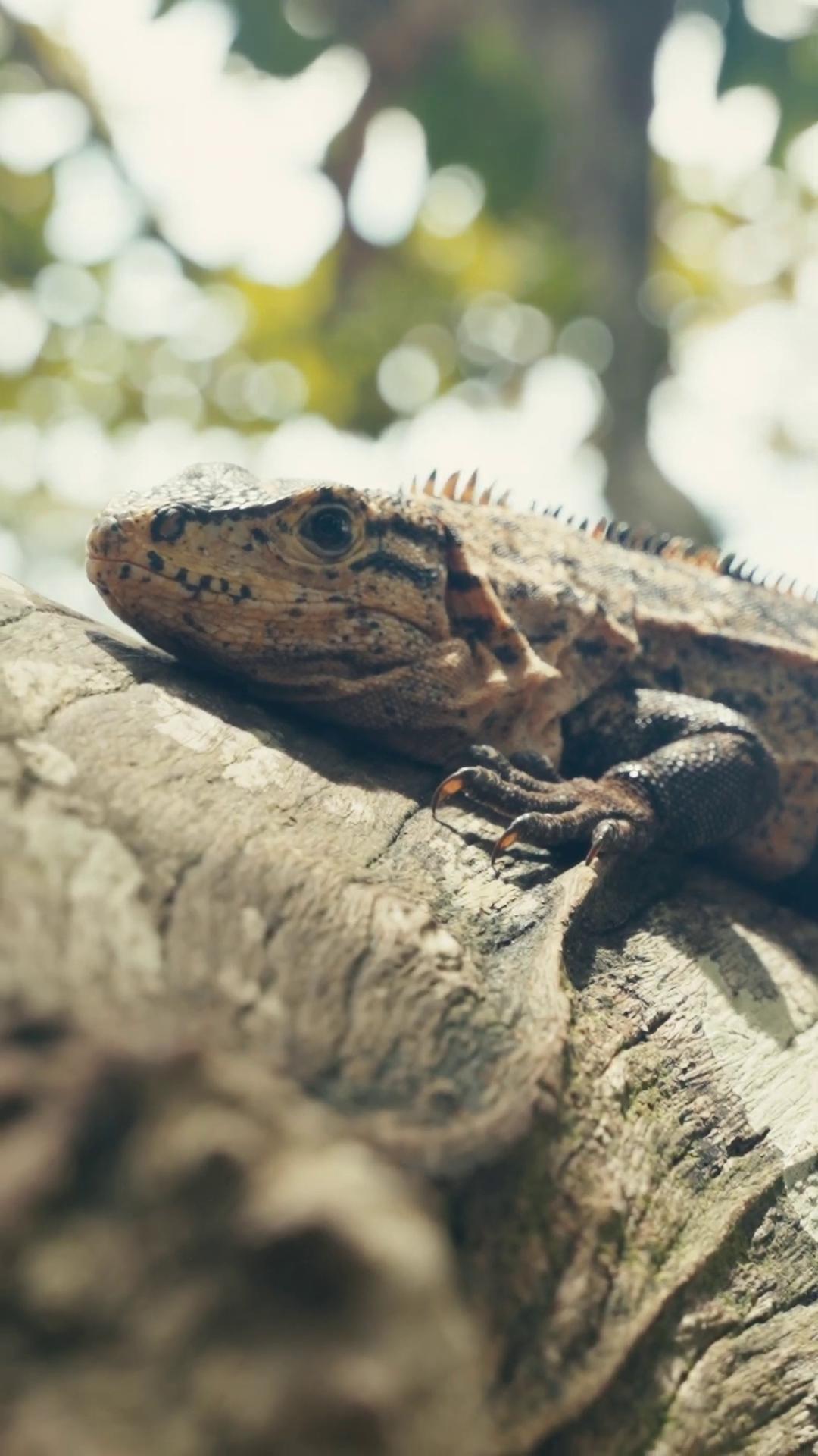 a lizard on a tree iguana still from nature documentary reptil european fourlegged dragon adapted to a drier climate still from a nature documentary lizard zoomorphism bbc earth langfords basilisk realistic lifelike dragon lizard pose shamans and strange creatures lizards water dragon low angle uhd 8 k