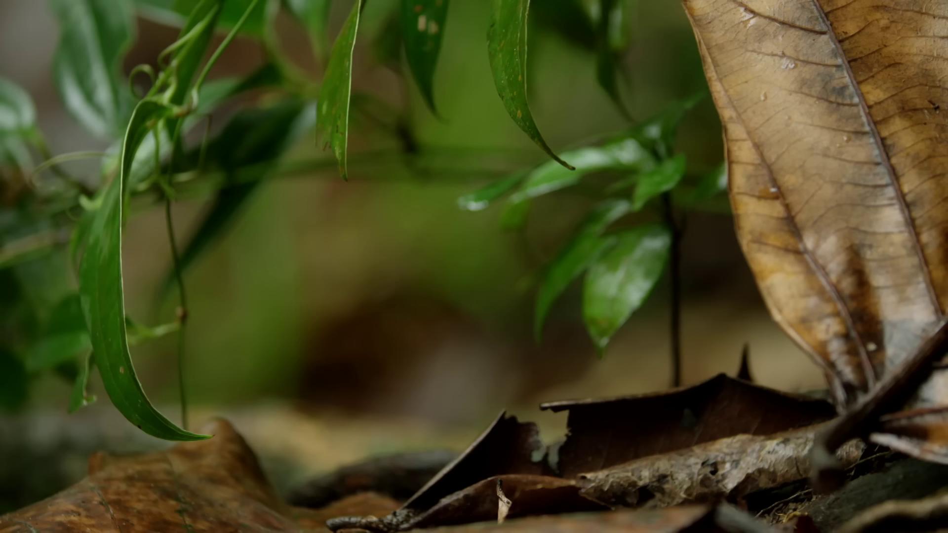 a leaf is on the ground in the woods still from nature documentary still from a nature documentary bbc earth nature documentry footage sheltering under a leaf looking down at the forest floor antropromorphic stick insect malaysia jungle forest floor miniature frog low angle 8k hd nature photo the ayahuasca spirit