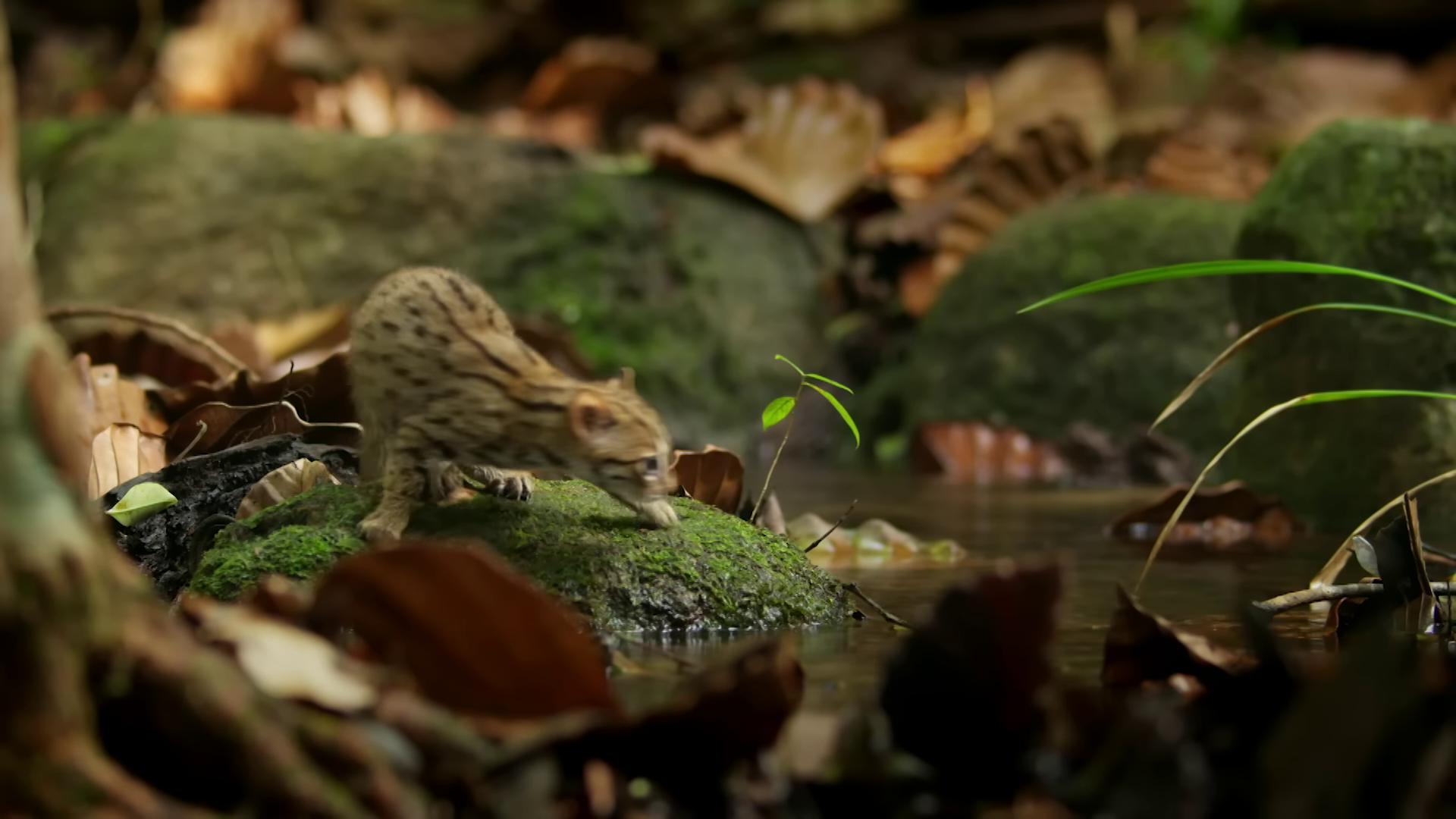 a frog is sitting on a moss in the water still from nature documentary bbc earth still from a nature documentary maus in forest margay disneys bambi cat nature documentry footage miniature animal reallife tom and jerry national geographic channel wild species photography elephant shrew national geographic footage