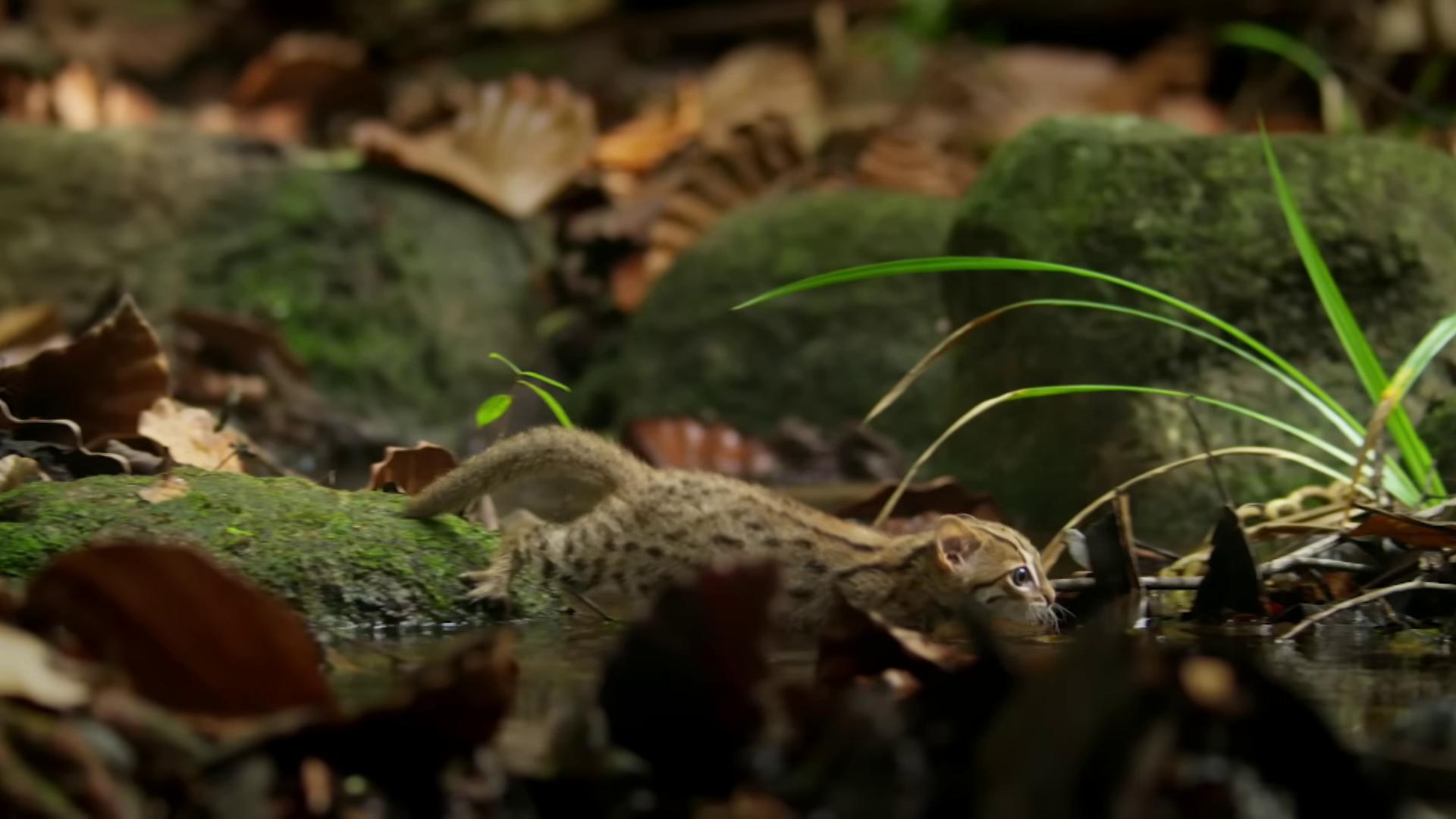 a small mouse is walking through the leaves still from nature documentary still from a nature documentary bbc earth national geographic channel wild species photography nature documentry footage national geographic footage indonesia national geographic elephant shrew margay hidden animals the most bizarre hybrid animals lush wildlife national geographic quality wildlife documentary national geographic