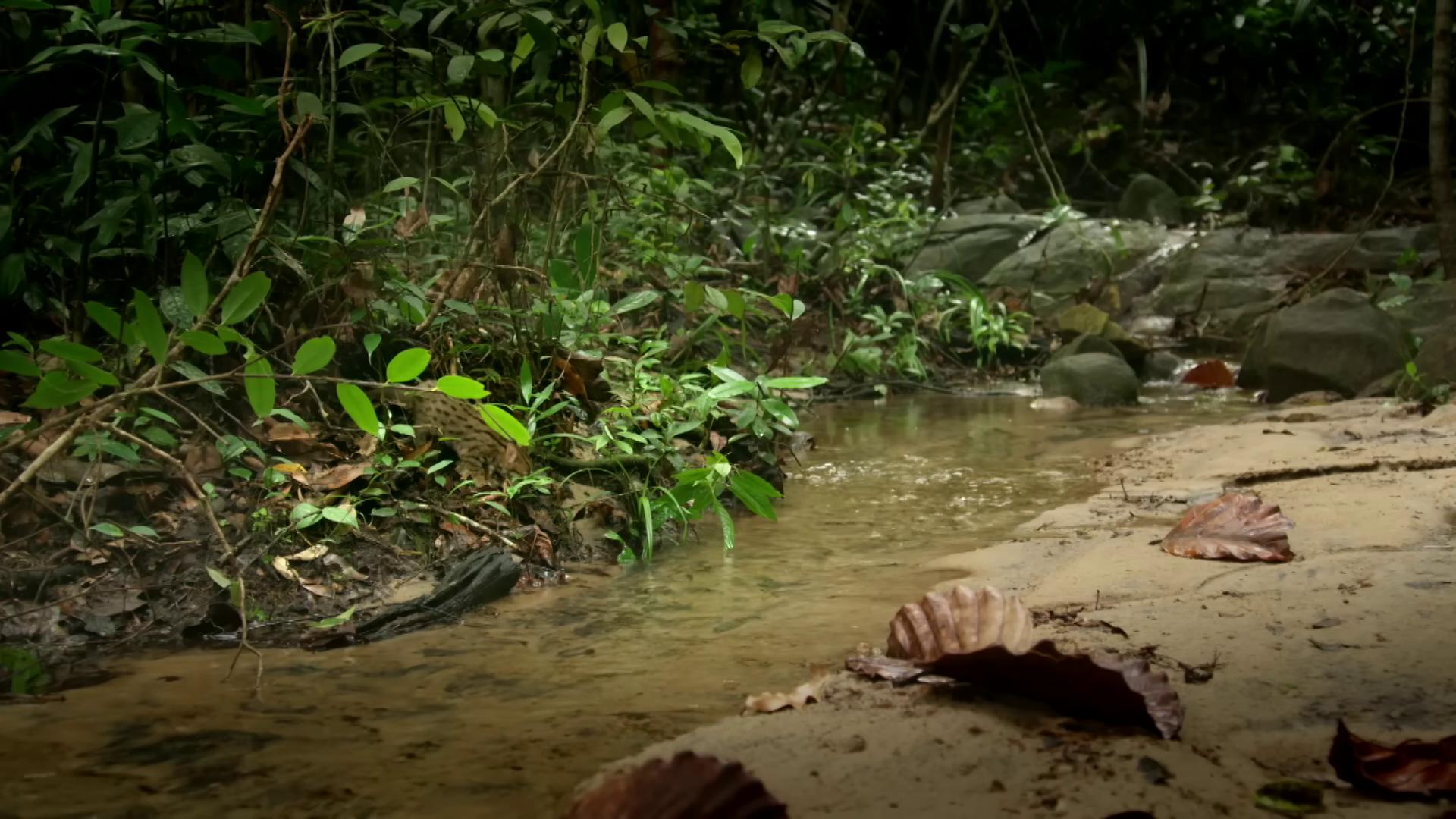 a stream in the jungle bbc earth still from nature documentary in a river in the jungle wet lush jungle landscape river flow through borneo jungle still from the movie predator malaysia jungle amazon rainforest background background jungle river amazon jungle the ayahuasca spirit beautiful jungle landscape still from a nature documentary