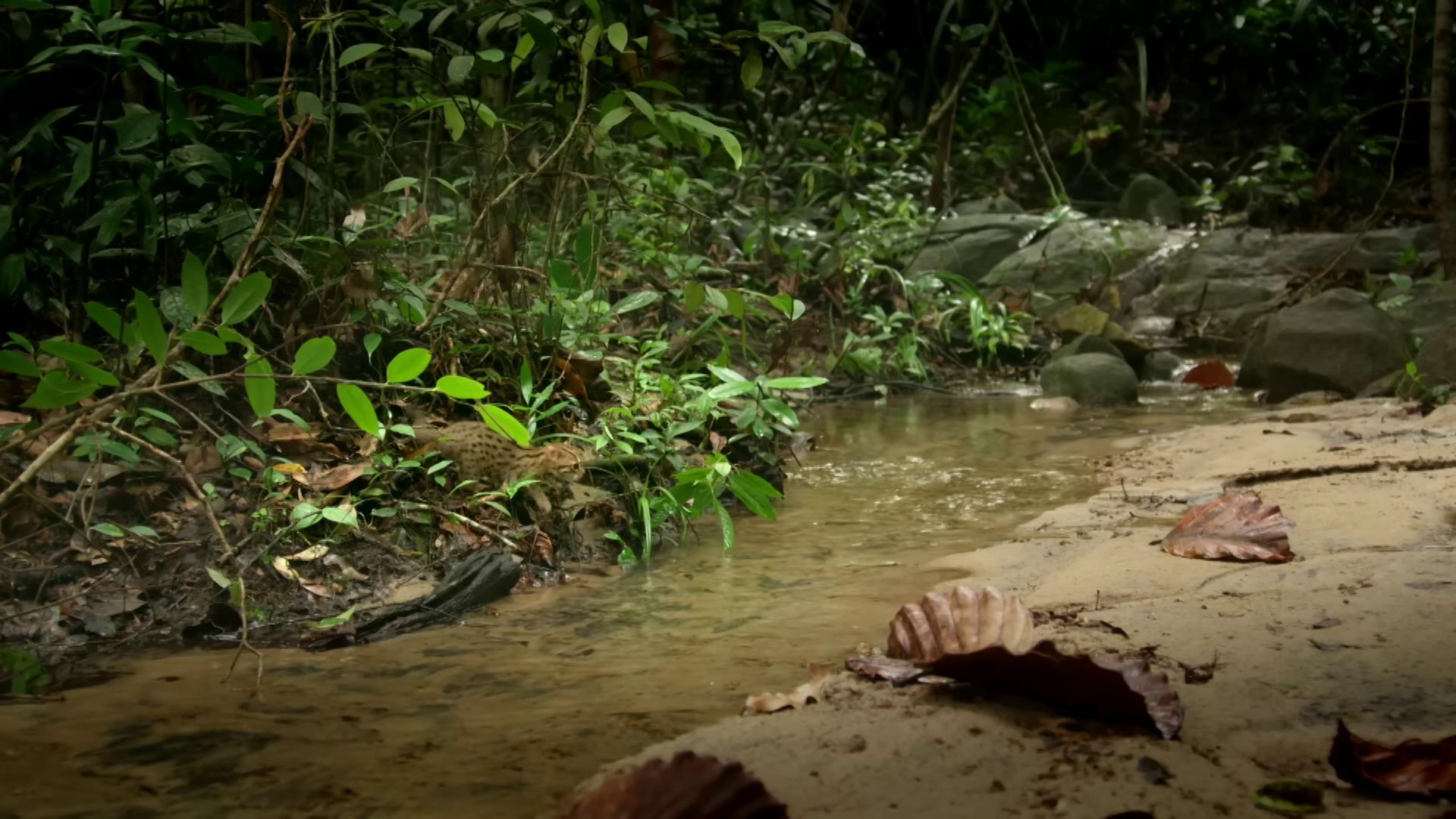 a stream in the jungle wet lush jungle landscape in a river in the jungle bbc earth still from nature documentary river flow through borneo jungle malaysia jungle amazon rainforest background the ayahuasca spirit amazon jungle still from the movie predator background jungle river beautiful jungle landscape nature documentry footage