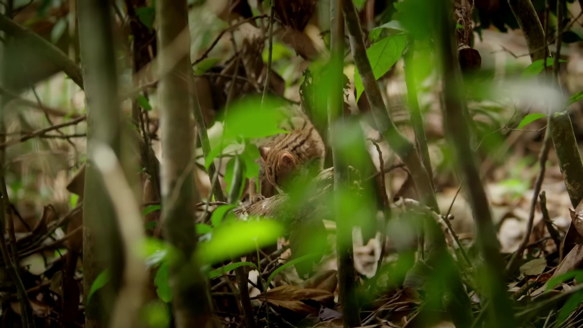 a bird is sitting in the grass still from nature documentary bbc earth tarsier still from a nature documentary hidden animals national geographic channel malaysia jungle wild shape raccoon still from the movie predator nature documentry footage maus in forest in a dense forest jungle around him discovery channel jungle camo