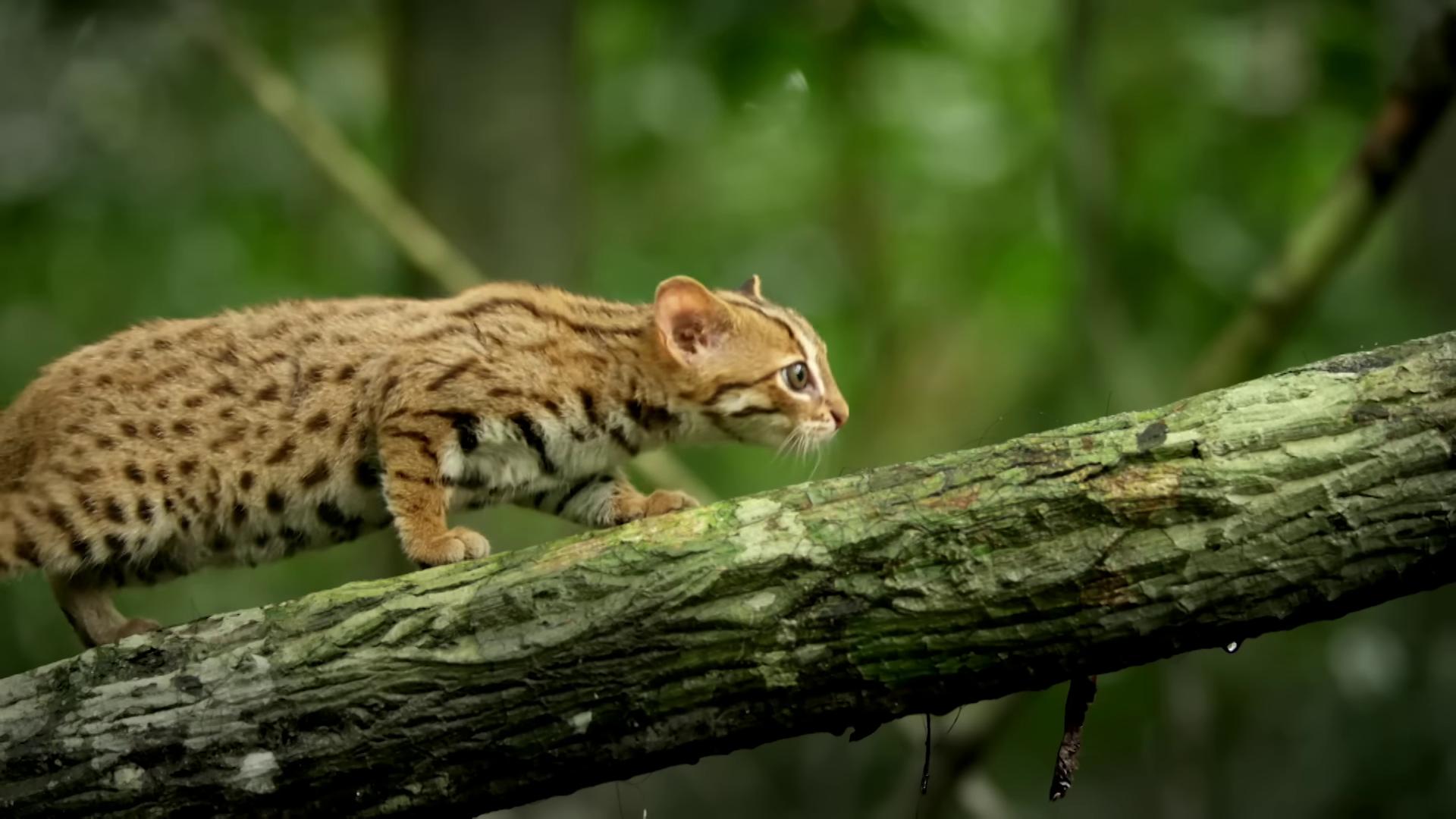 a small cat walking on a branch prowling through the forest still from nature documentary disneys bambi cat still from a nature documentary miniature animal hybrid of mouse and cat margay half cat half mouse the cat looks like giraffe cute forest creature leaping from babaob tree cat giraffe hybrid real life pokemon