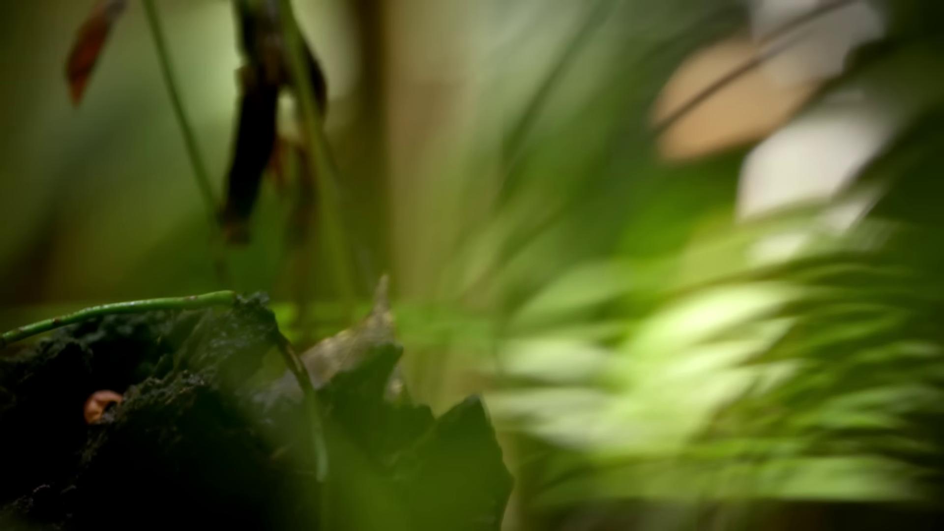 a blur of leaves still from nature documentary still from a nature documentary the ayahuasca spirit bbc earth film still of kermit the frog still from a music video still from the movie predator in a jungle environment photograph captured in a forest a pikachu in a forest anamorphic bokeh roger deakins cinematography