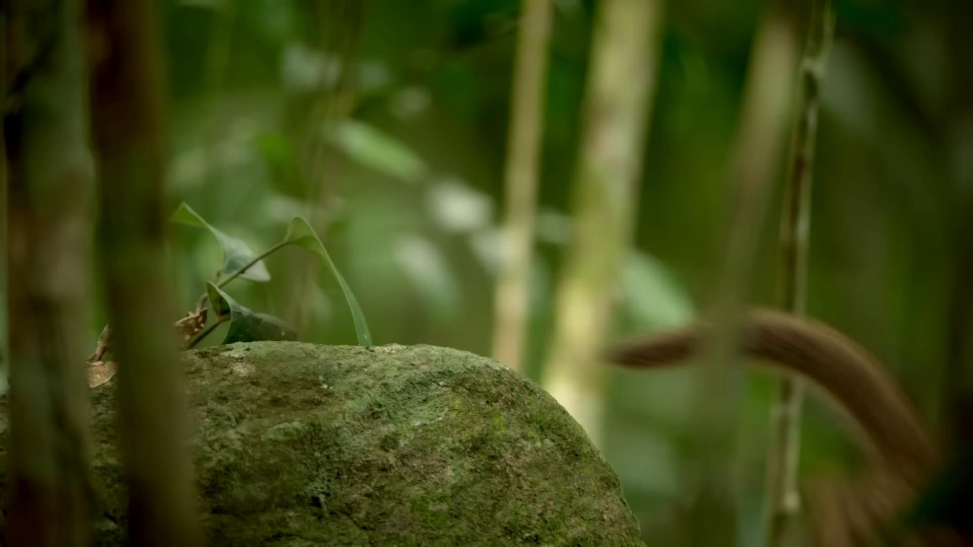 a small insect sitting on a rock in the woods still from nature documentary still from a nature documentary bbc earth nature documentry footage natural tpose birds f cgsociety hyperrealistic sparrows still from a live action movie nature documentary national geographic footage rare bird in the jungle insects and birds birds flying away from explosion