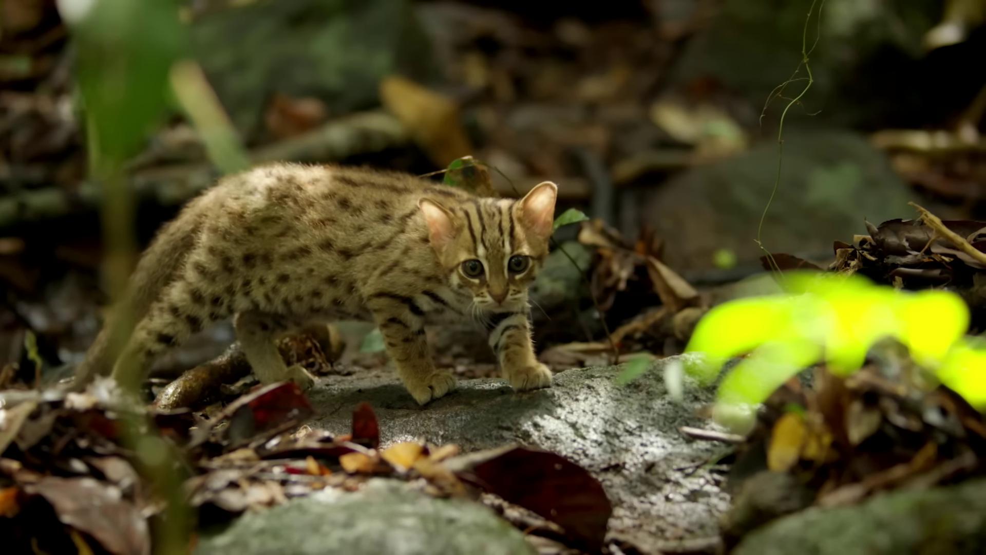 a small kitten walking across a rock in the woods prowling through the forest margay sand cat still from nature documentary disneys bambi cat cat in the forest miniature animal still from a nature documentary wild species photography national geographic footage cute forest creature bbc earth real life pokemon awesome cat miniature kitten
