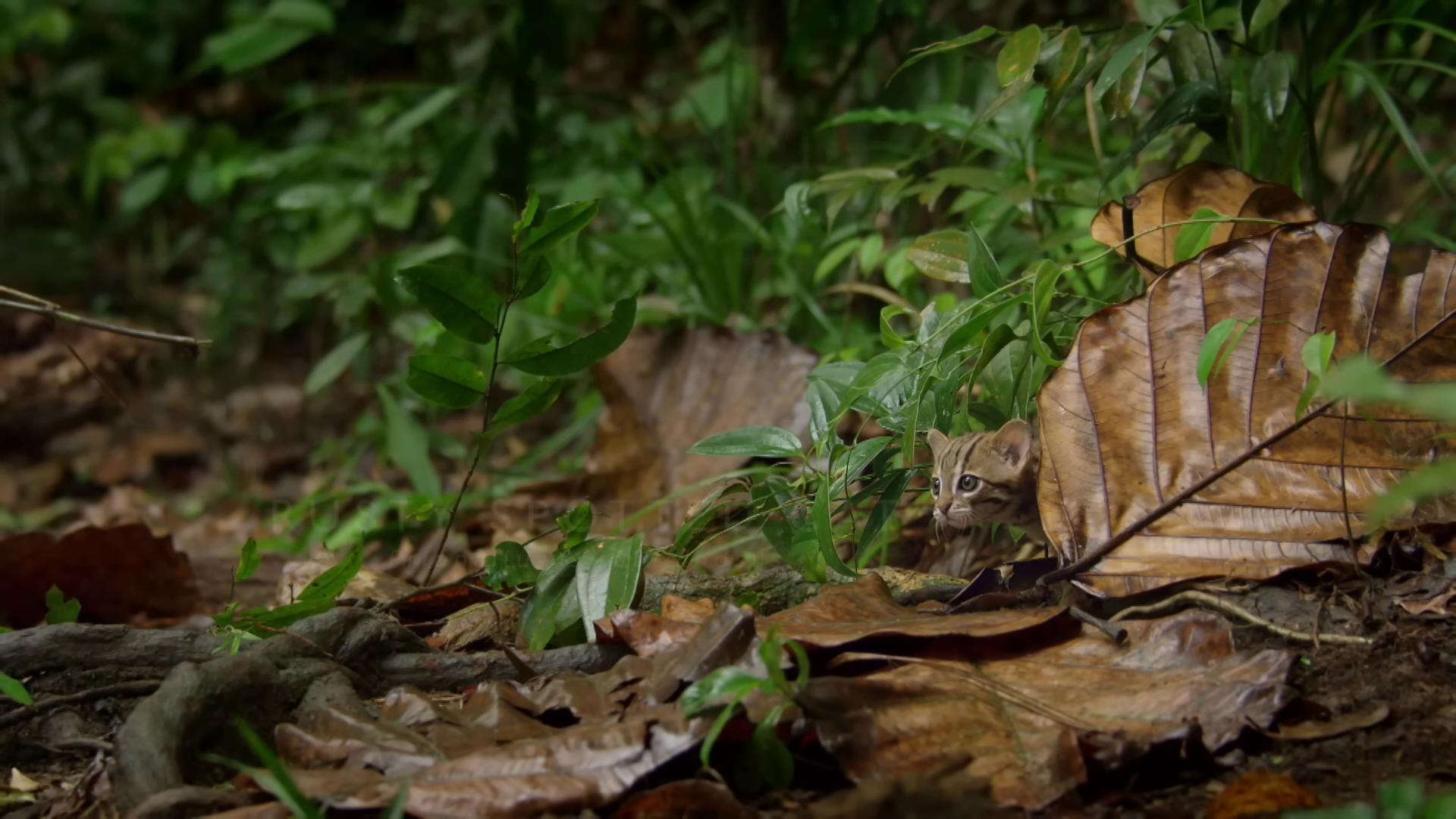 a leaf is laying on the ground in the woods still from nature documentary bbc earth national geographic channel still from a nature documentary nature documentry footage aweinspiring awardwinning wildlife documentary malaysia jungle indonesia national geographic national geographic footage sheltering under a leaf in a highly detailed jungle imax photography 4 k