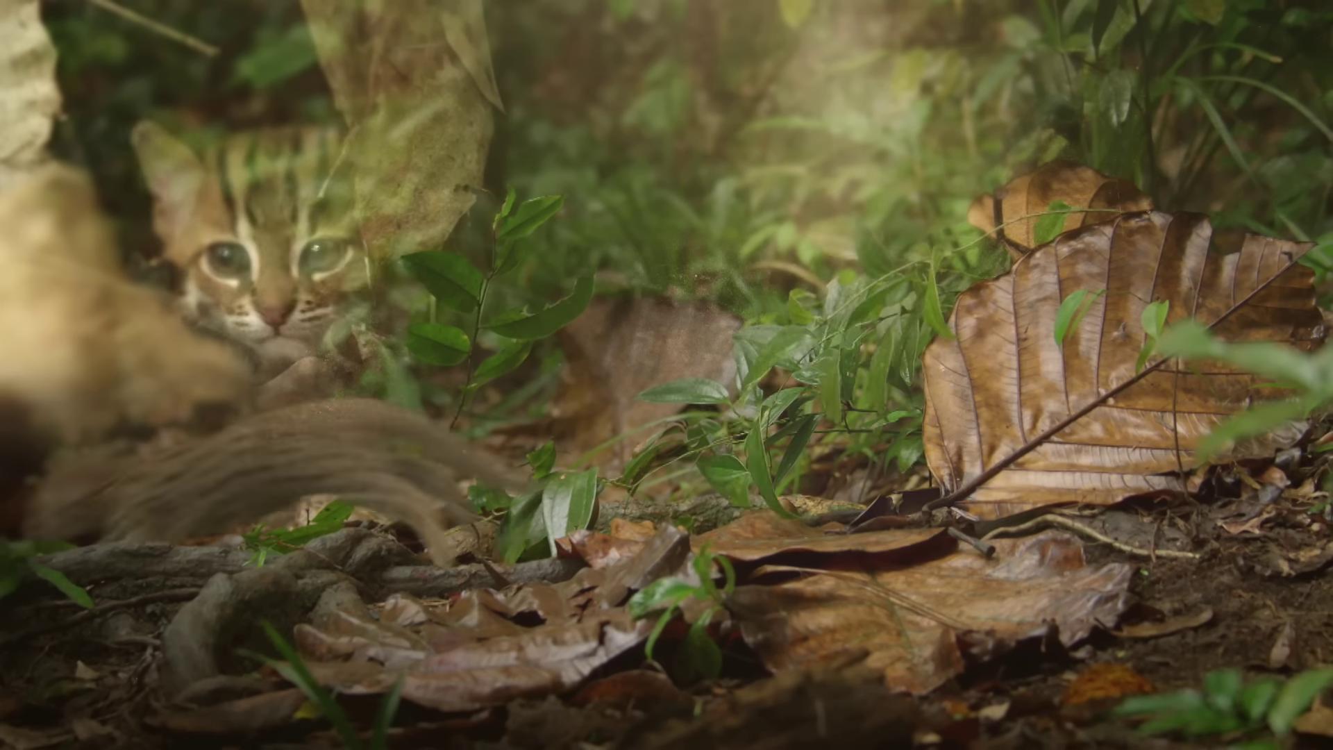 a cat is walking through the leaves in the woods hyper realistic vfx simulation still from nature documentary hyperrealistic vfx simulation highly detailed unreal engine highly detailed surreal vfx photorealistic unreal engine swirling scene in forest hyperdetailed unreal engine still from a nature documentary the ayahuasca spirit very detailed unreal engine realistic vfx simulation
