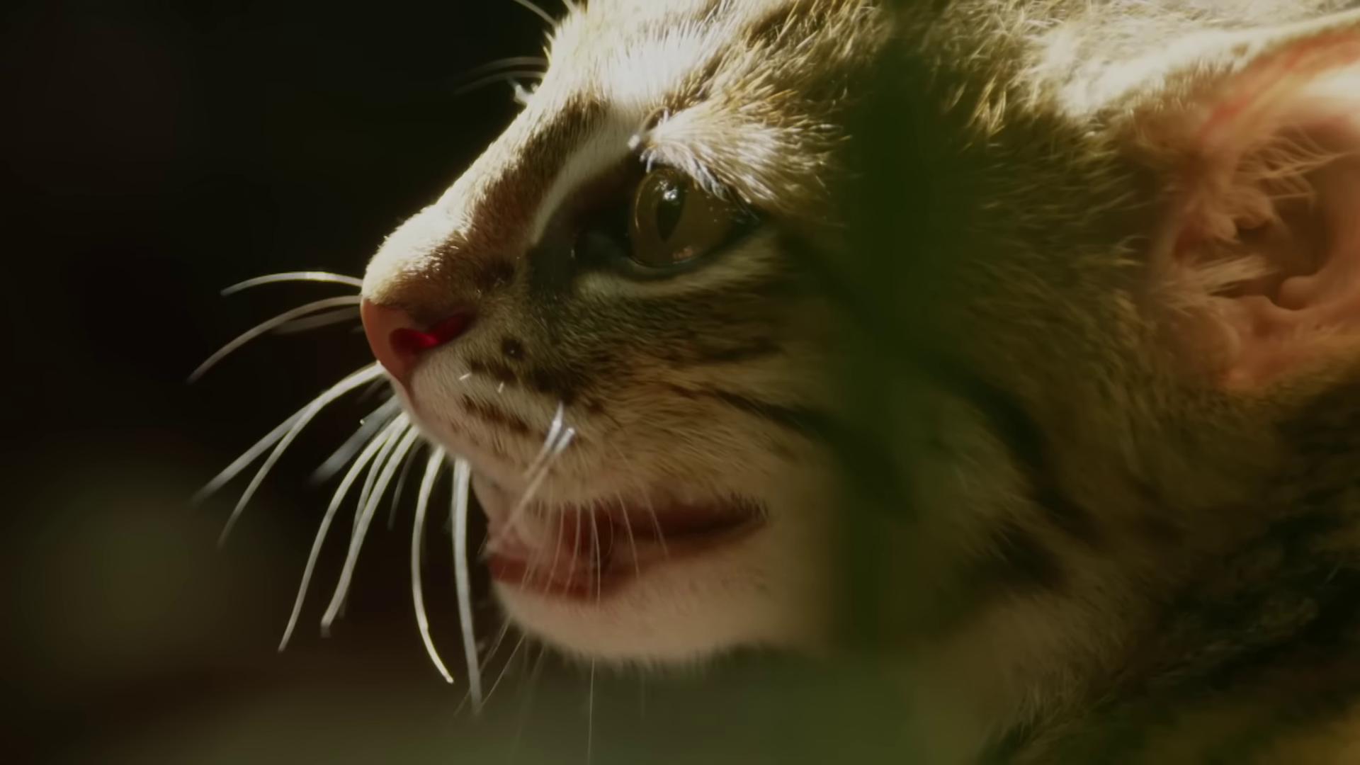 a cat with a red nose and a green background still from a nature documentary disneys bambi cat still from nature documentary sand cat new cats movie soft lighting 8 k resolution soft lighting 8k resolution awardwinning cinematography dramatic cinematic detailed fur tabaxi tabaxi male an adorable kitten kitten a cat is smiling