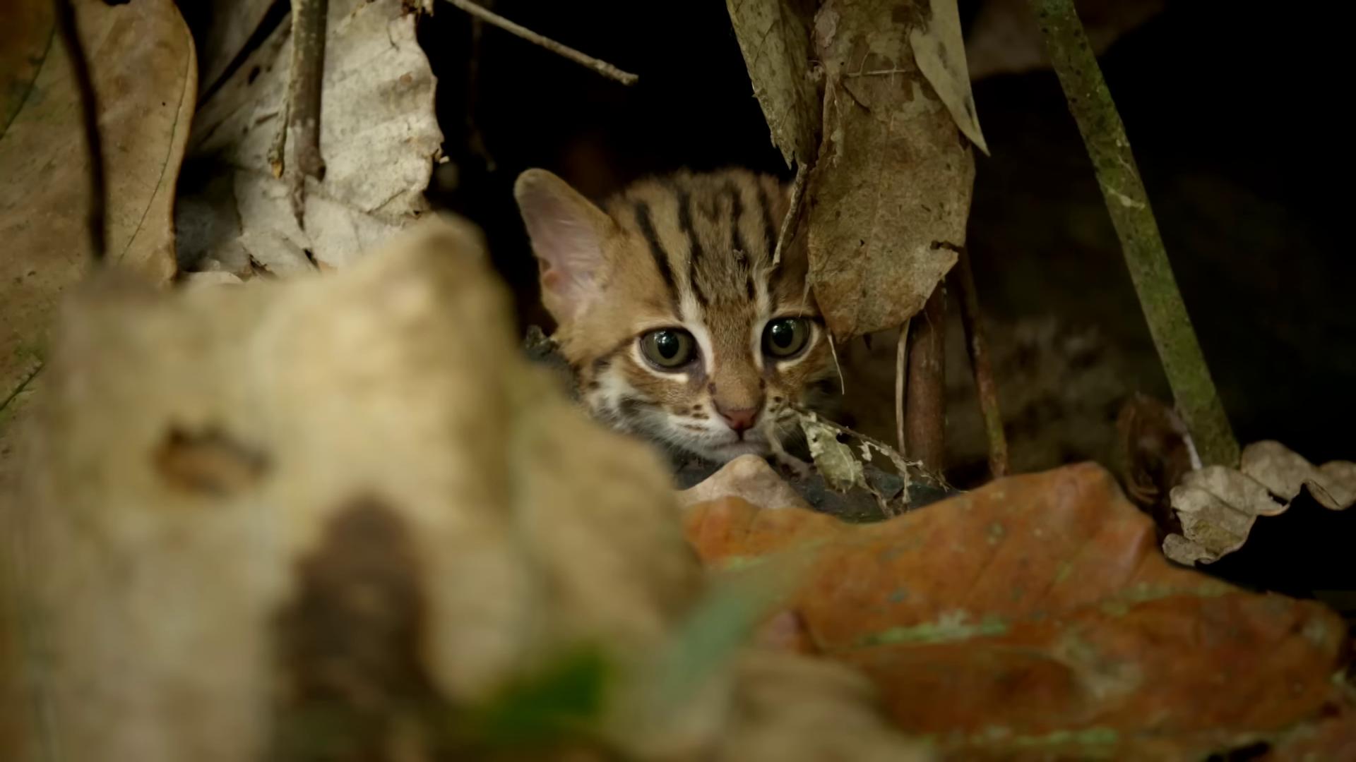 a cat is hiding in the woods still from nature documentary sand cat still from a nature documentary margay bbc earth national geographic channel nat geo award winner hidden animals national geographic quality national geographic footage in a jungle environment disneys bambi cat cat in the forest tabaxi male malaysia jungle