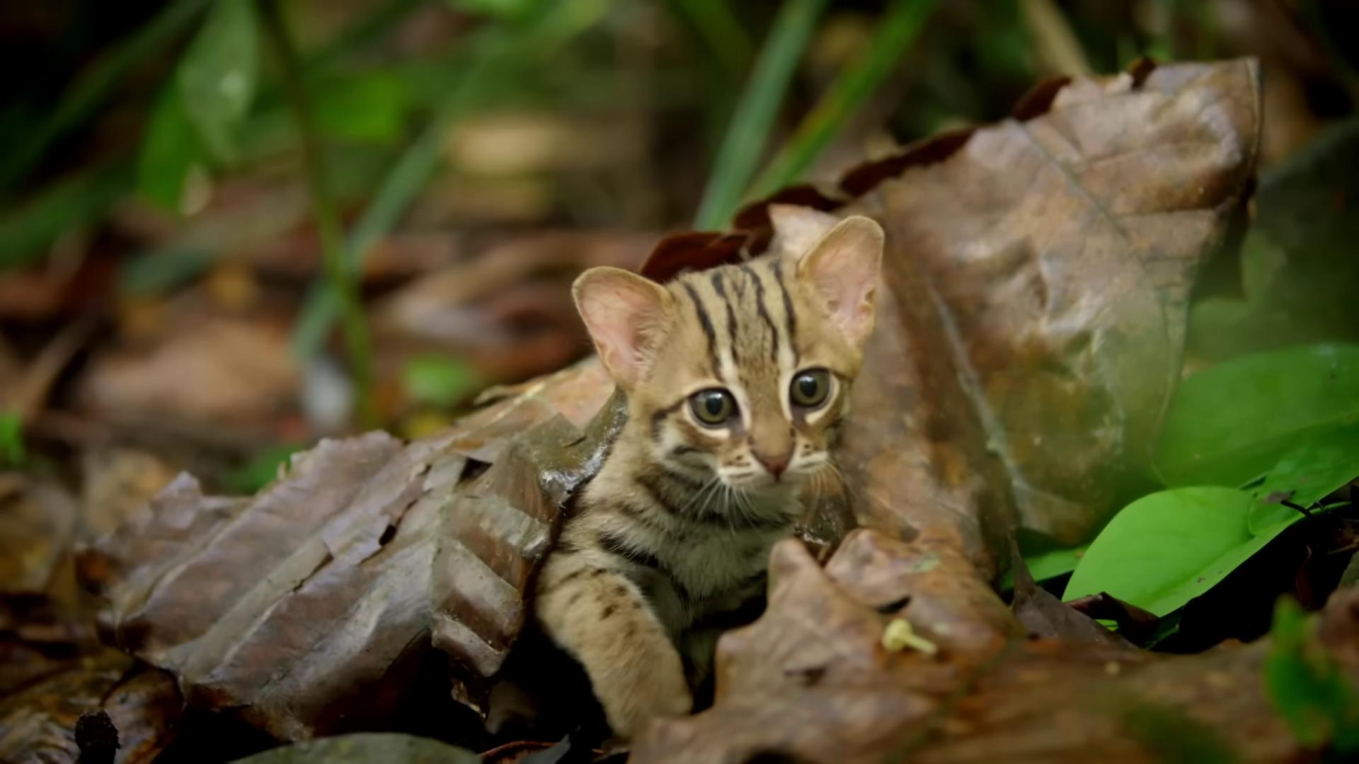 a small kitten is hiding in the leaves margay still from nature documentary bbc earth still from a nature documentary sand cat national geographic channel disneys bambi cat gorgeous jungle ranger nature documentry footage malaysia jungle cat in the forest in a jungle environment wildlife documentary awe inspiring award winning wildlife preservation