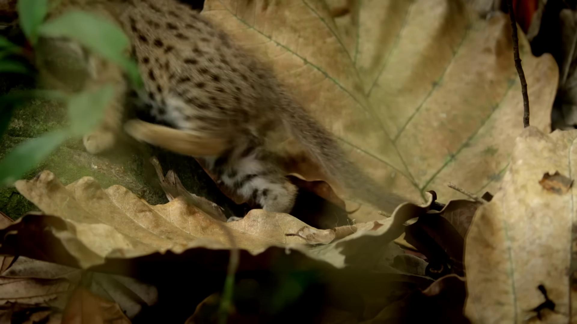 a small kitten is walking through the leaves still from nature documentary still from a nature documentary reallife tom and jerry bbc earth sheltering under a leaf national geographic channel national geographic footage hyperrealistic sparrows national geographic quality squirreltiger nature documentry footage very very small owl wildlife documentary