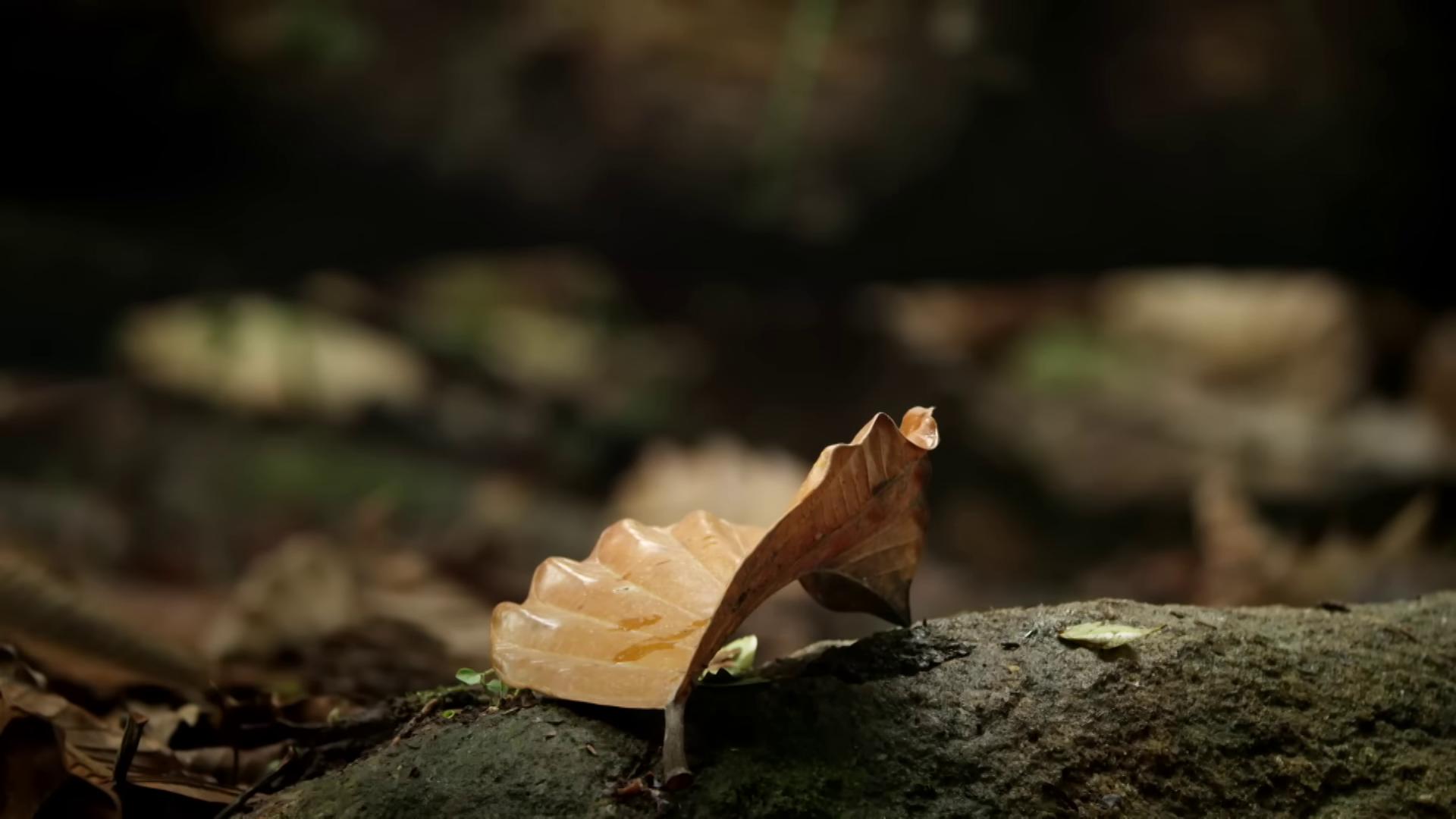 a leaf on a rock still from nature documentary made of leaf skeleton beautiful composition 3 d 4 k made of leaf skeletons translucent leaves natural realistic render still from a nature documentary photograph captured in a forest wet leaves leaf slimy unreal engine snail shell ultrarealistic photography f18 anamorphic oak leaves
