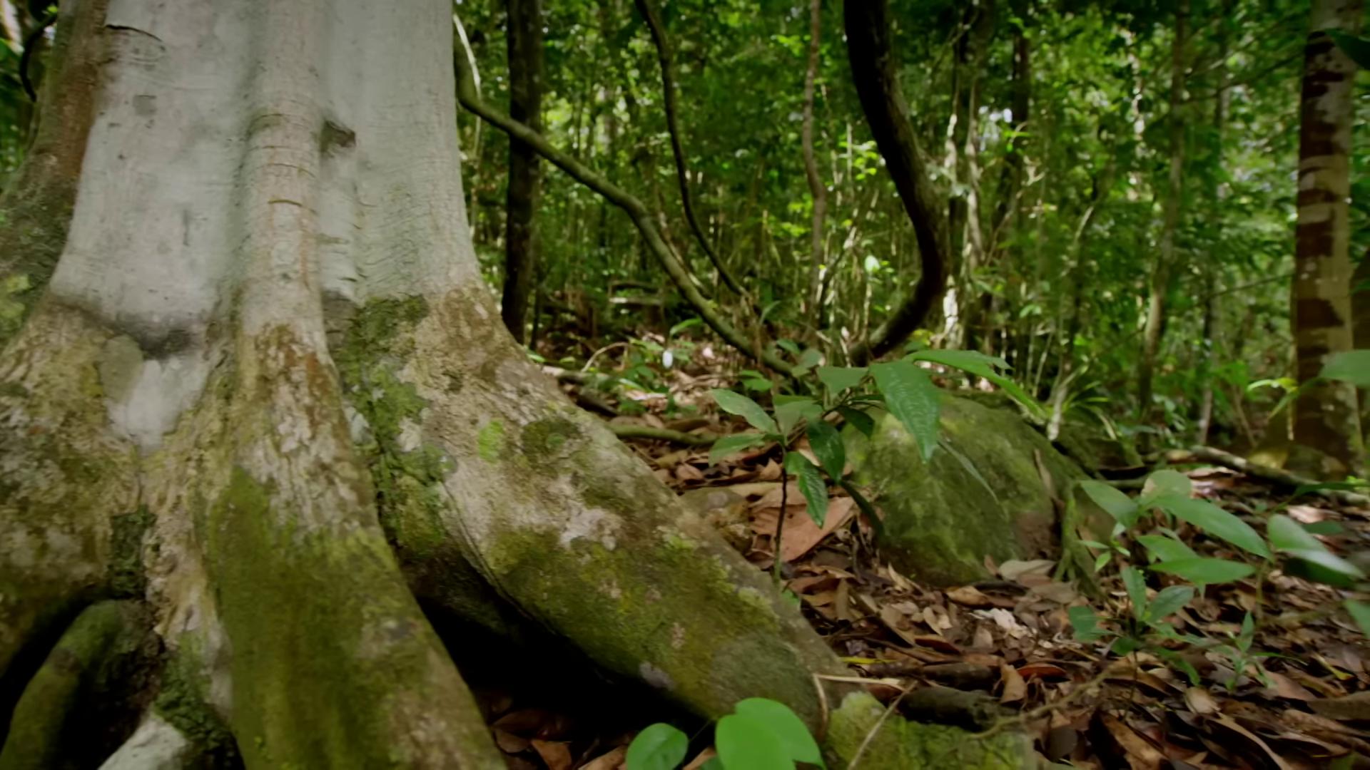 a tree with roots in the jungle the ayahuasca spirit vines along the jungle floor amazon rainforest background bbc earth nature documentry footage inside an otherworldly planet jungle vines still from nature documentary rainforest background in the tropical wood buttress tree roots wet lush jungle landscape amazon jungle lush rainforest forest environment