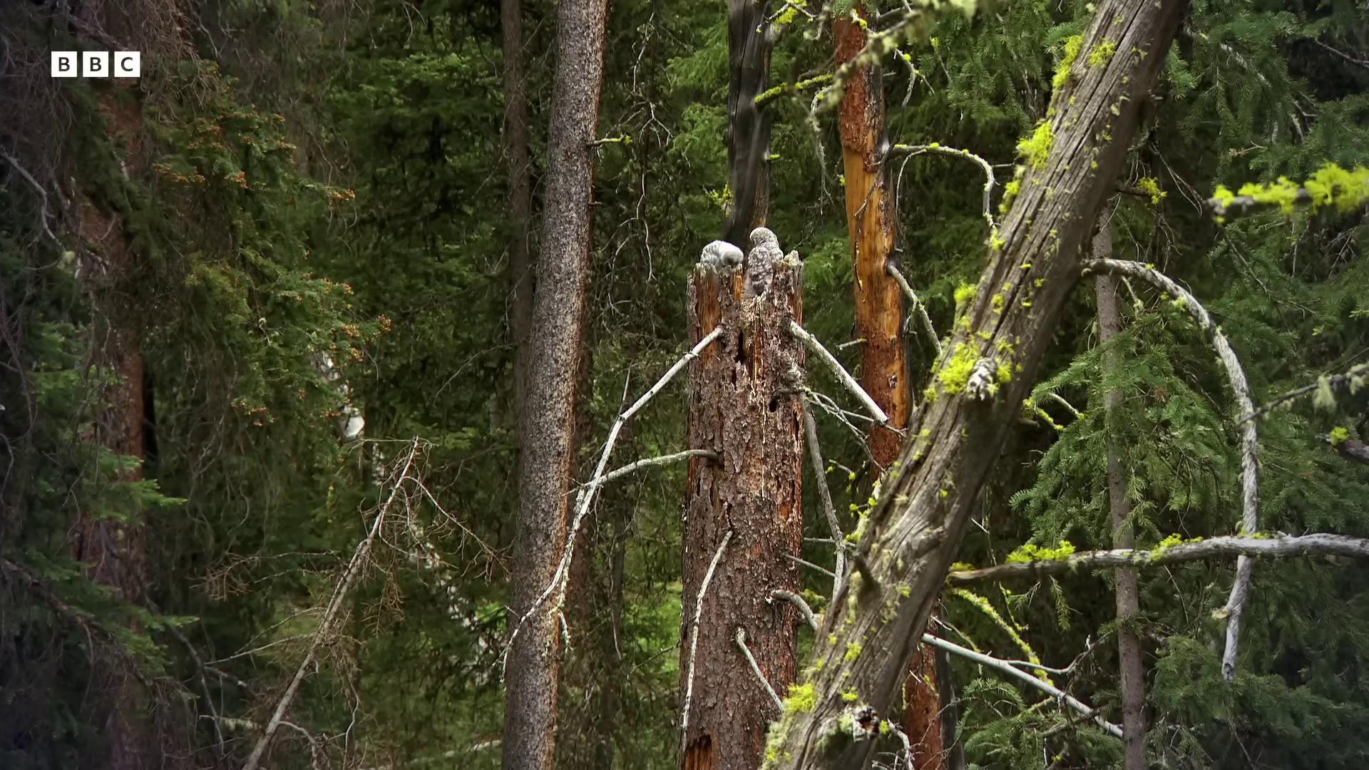 a bird is perched on a tree in the woods still from nature documentary still from a nature documentary natural tpose trees growing on its body bbc earth nature documentry footage national geographic footage owls strange alien forest bigfoot wearing sunglasses owl wildlife documentary nature documentary birds and trees 4k photo gigapixel