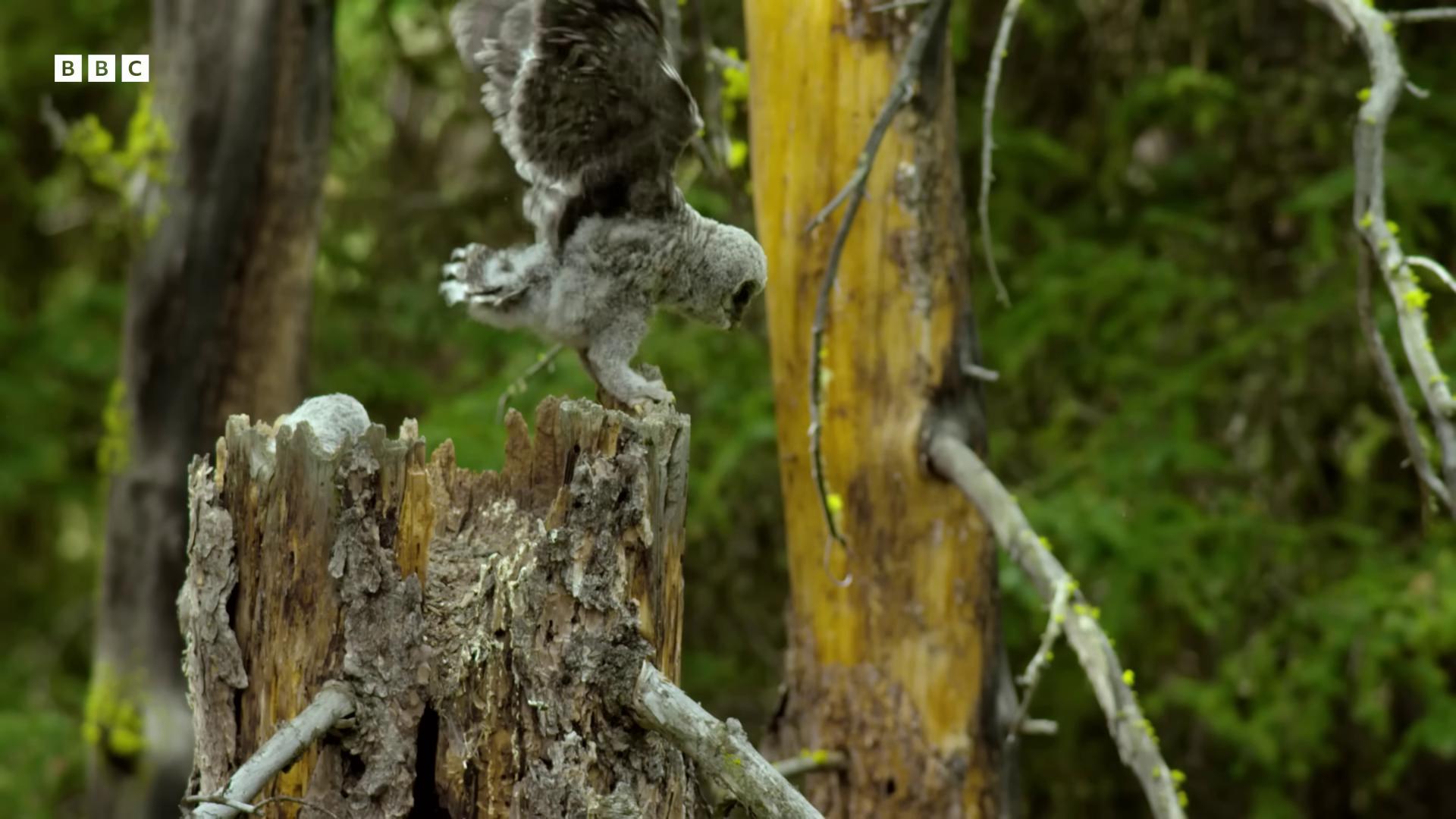 a bird is perched on a tree stump natural tpose still from a nature documentary still from nature documentary hyperrealistic robot owl owls owl very very small owl aerial combat cute owl bbc earth majestic symmetrical eagle wings nature documentry footage owlbear hyper realistic vfx simulation national geographic channel national geographic footage
