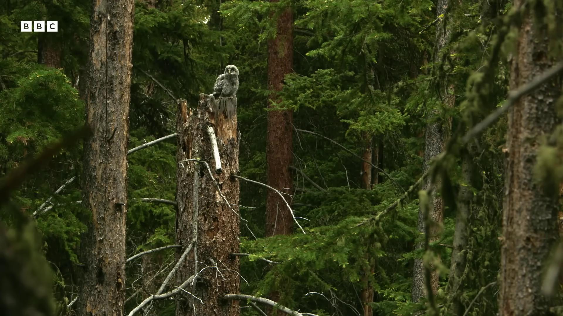 a bird is perched on a tree in the woods trailcam image of yoda owl an owl very very small owl natural tpose photograph captured in a forest owls still from nature documentary still from a nature documentary perched in a tree the wisest of all owls mixture between an owl and wolf stunning sasquatch