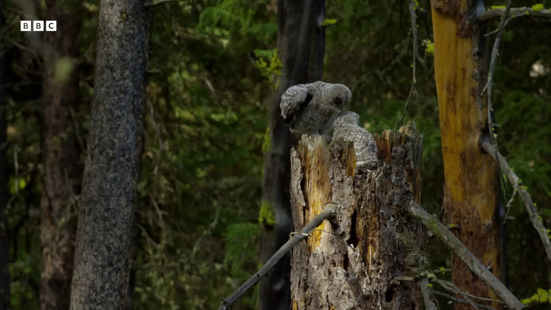 a bird perched on a tree stump in the woods still from a nature documentary still from nature documentary koala natural tpose koala playing a guitar trees growing on its body eyes in the bark national geographic footage owl nature documentry footage 4k photo gigapixel bbc earth cute forest creature