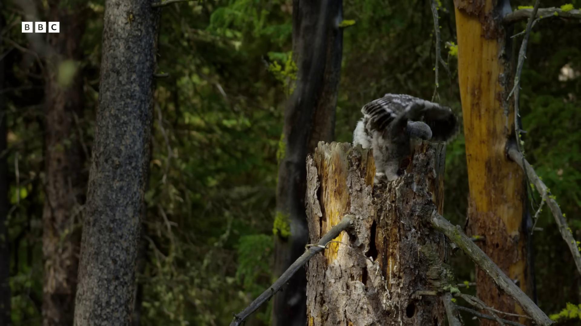 a koloa koloa koloa is perched on a tree stump in the forest natural tpose still from nature documentary still from a nature documentary national geographic footage nature documentry footage trees growing on its body wildlife documentary bbc earth hyperrealistic vfx simulation hyper realistic vfx simulation stunning sasquatch owl hyperrealistic robot owl