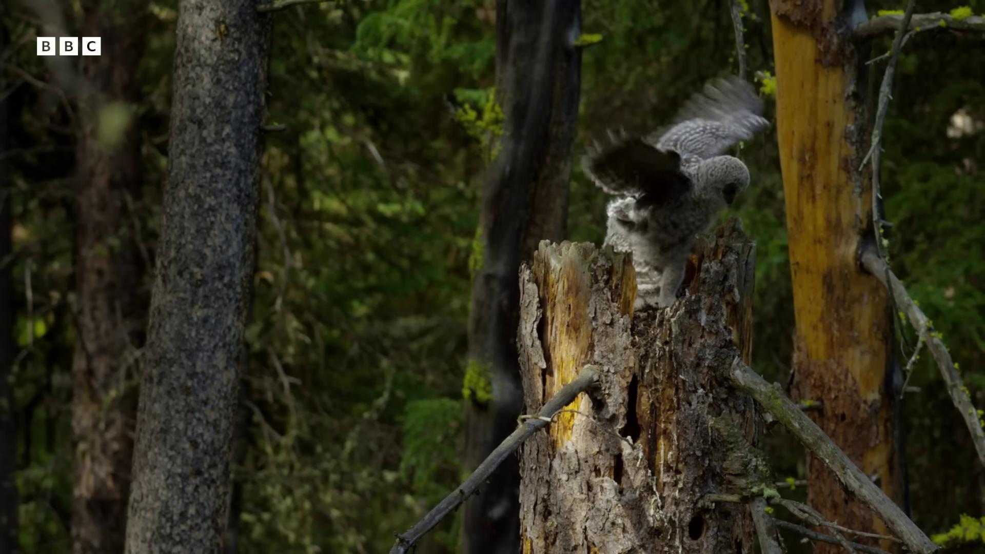 a bird is perched on a tree in the woods still from a nature documentary still from nature documentary natural tpose aerial combat bbc earth featured on vimeo national geographic footage nature documentry footage nature photography 4k wildlife documentary outstretched wings shallow depth of field hdr 8 k ruffled wings national geographic channel
