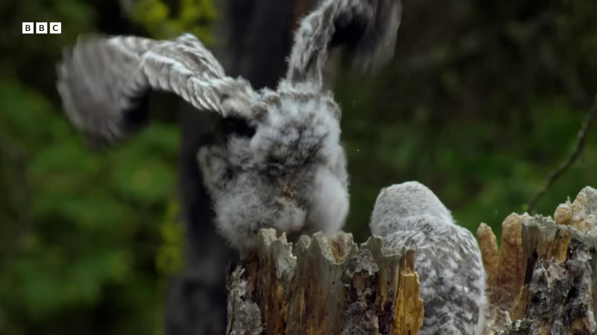 a bird is flying over a tree stump aerial combat natural tpose still from a nature documentary still from nature documentary owls ruffled wings owlship feathers growing from arms adult pair of twins closeup fight tawny frogmouth owl feathers they are fighting very angry owl outstretched wings