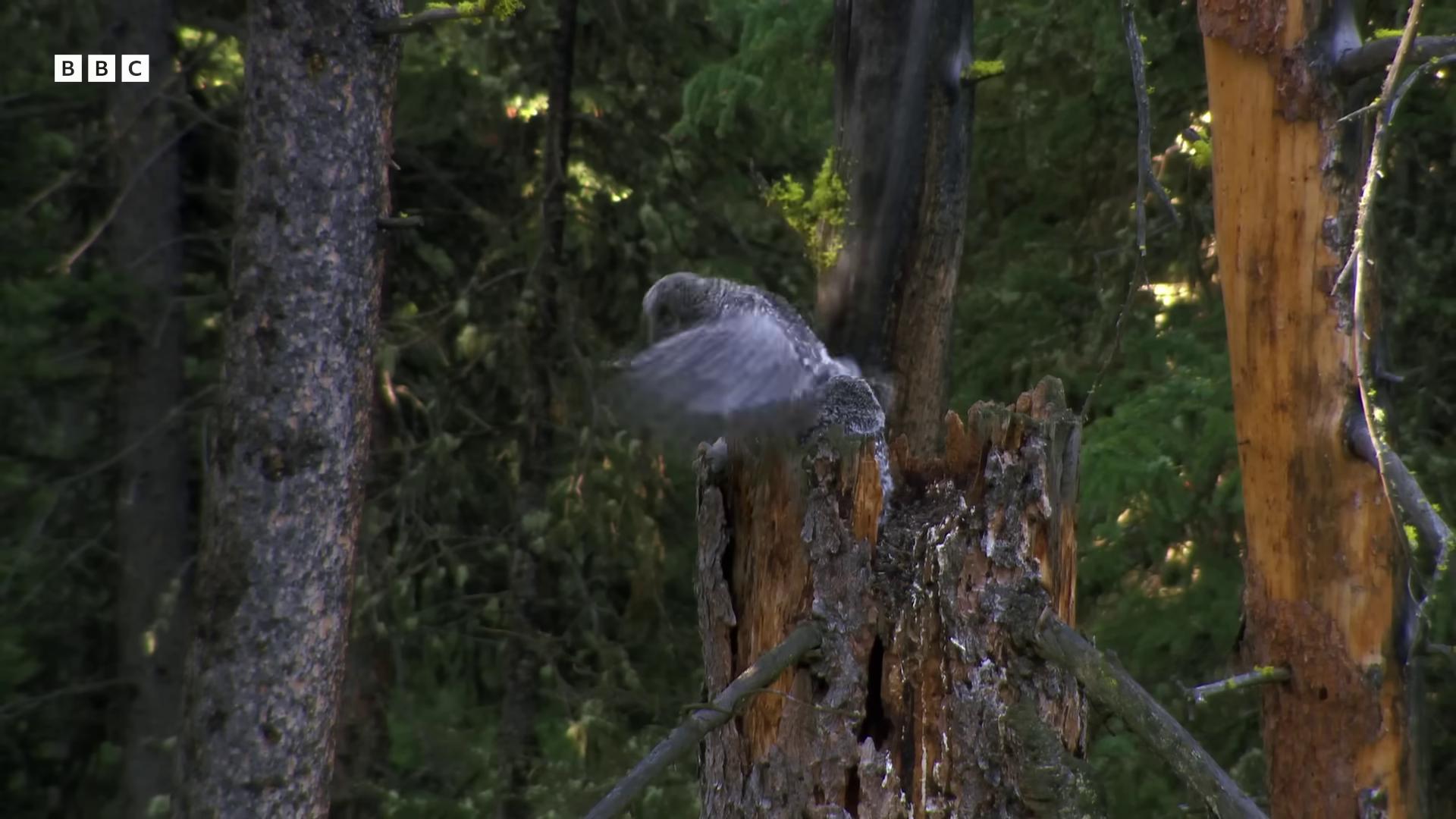 a bird is perched on a tree stump still from a nature documentary still from nature documentary heavy motion blur natural tpose extreme motion blur feathers raining high speed camera soft motion blur slight motion blur a spotted dove flying birds flying away from explosion feathers flying flying towards the camera highly realistic live cam whirling death