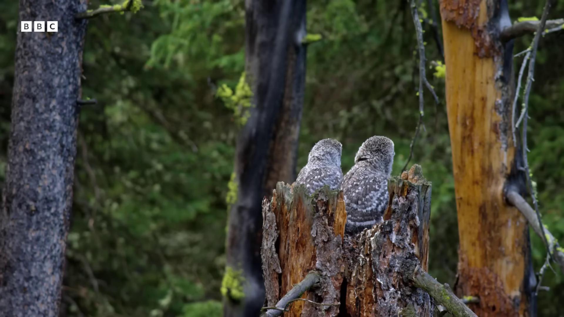 a bird perched on top of a tree stump owls owlship glowing owls still from nature documentary by stephen little sitting on a tree still from a nature documentary sitting in a tree owl by nick fudge by stan galli frans lanting very very small owl by alan pollack cute owl