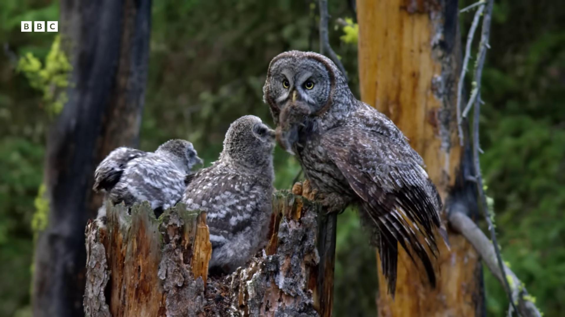 two owls are perched on a tree stump owls photographer art wolfe superbowl by stan galli by randall schmit by arnie swekel by don arday glowing owls by paul emmert frans lanting by don reichert by dennis ashbaugh by howard kanovitz award winning 4 k photograph