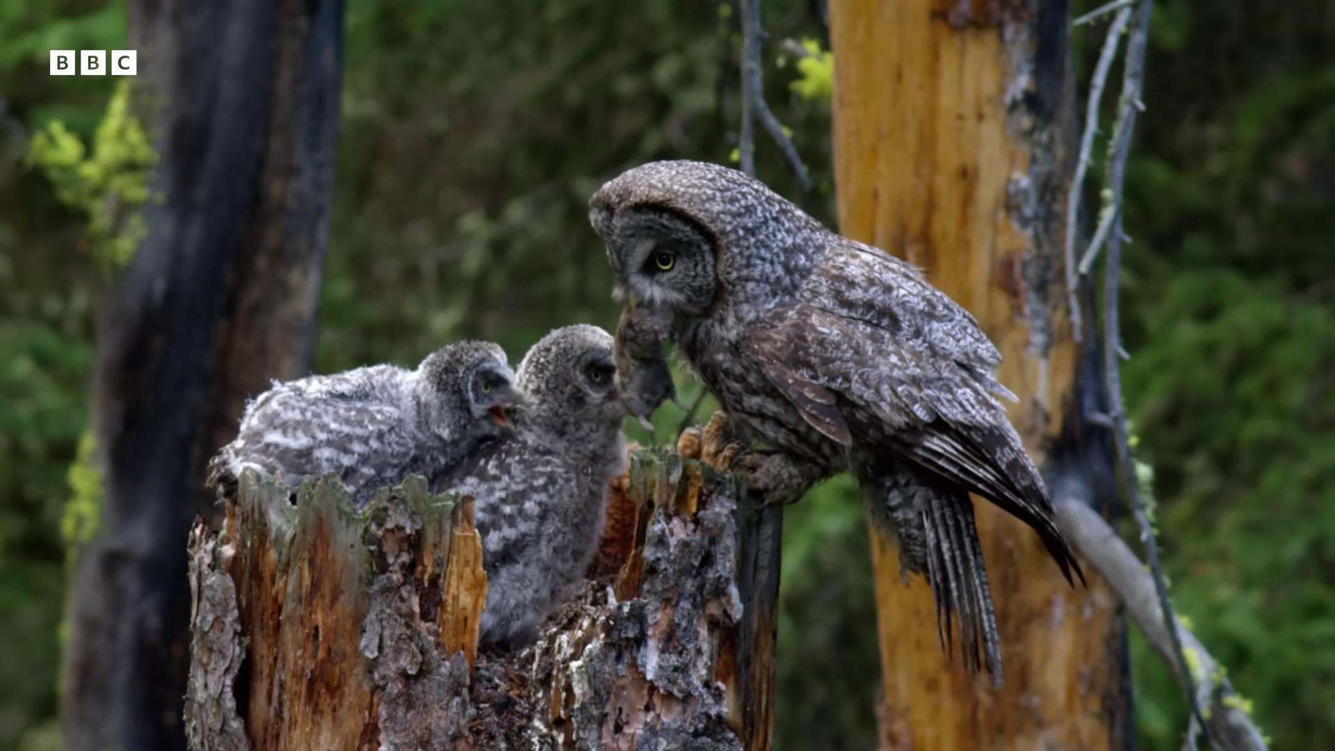 two birds are perched on a tree stump owls glowing owls superbowl by stan galli award winning 4 k photograph photographer art wolfe frans lanting 4 k high resolution photograph 8k awardwinning photograph award winning nature photography owl feathers by arnie swekel by randall schmit adult pair of twins