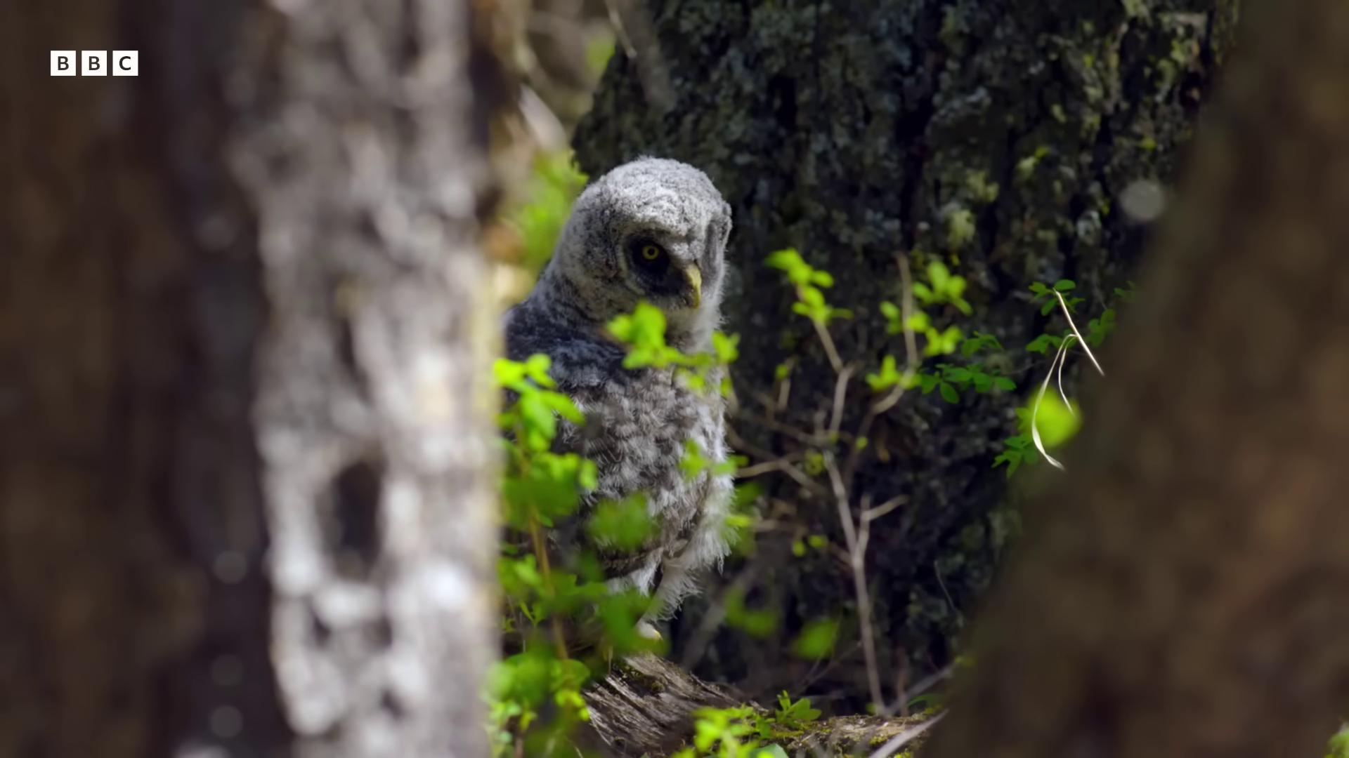 a bird is sitting on a branch in the woods still from nature documentary still from a nature documentary featured on vimeo nature photography 4k owl bbc earth very very small owl the wisest of all owls cute owl nature documentry footage owls an owl glowing white owl wildlife documentary radiant owl glowing owl