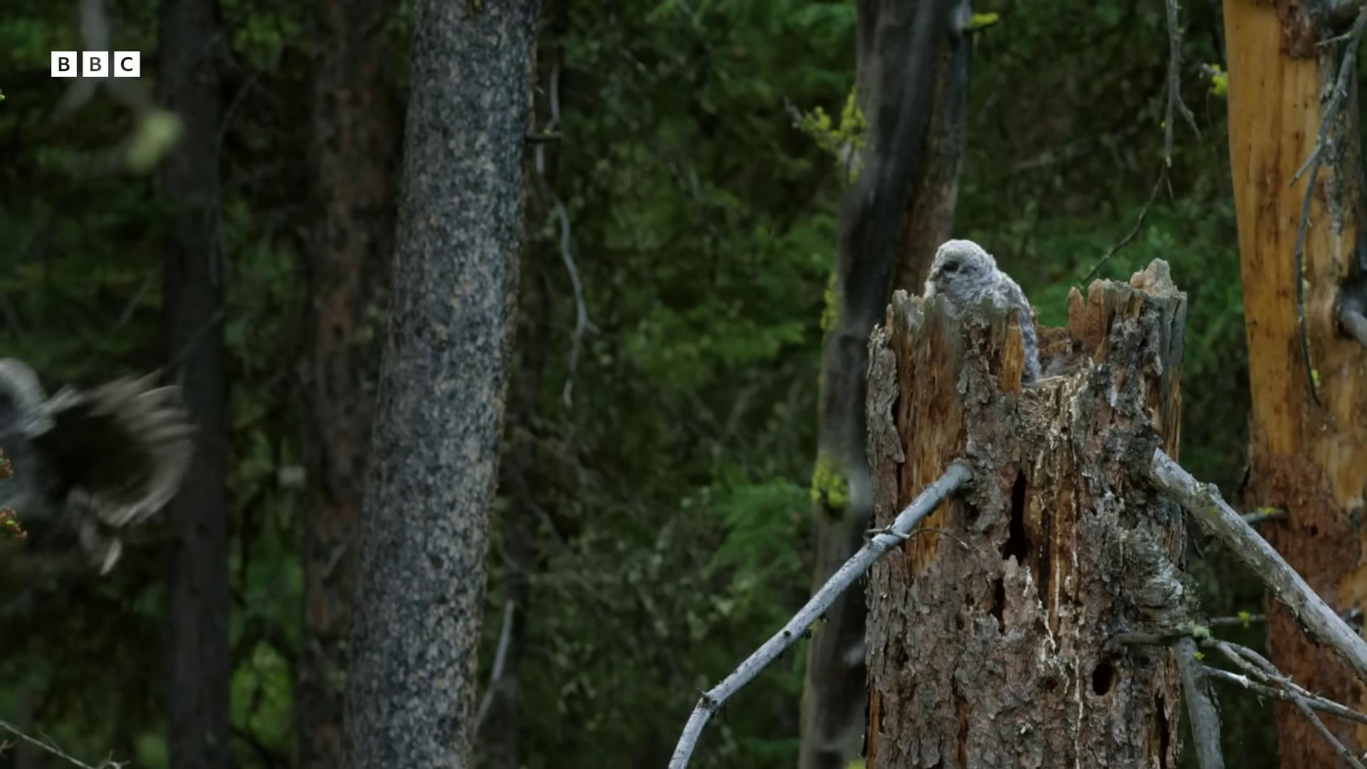 a bird is flying over a tree stump still from nature documentary still from a nature documentary bbc earth nature documentry footage natural tpose national geographic channel national geographic footage featured on vimeo wildlife documentary hyperrealistic sparrows very very small owl birds f cgsociety anamorphic cinematography greig fraser cinematography