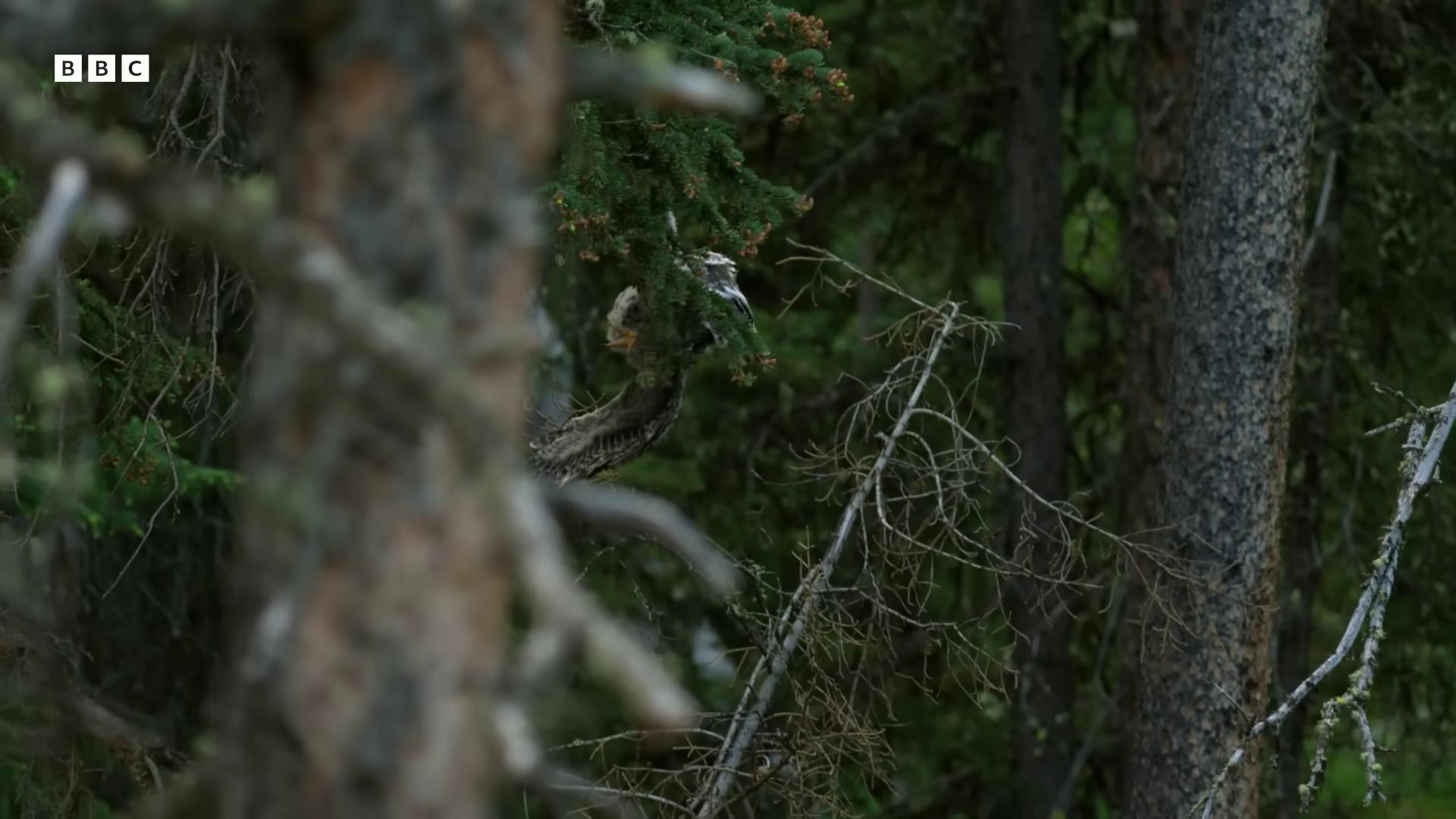 a bird is perched on a branch in the woods hides in the shadows of trees still from nature documentary still from a nature documentary photograph captured in a forest gigapixel photo 4k trailcam both faces visible fully visible 4k photo gigapixel photograph captured in the woods shallow depth of field hdr 8 k